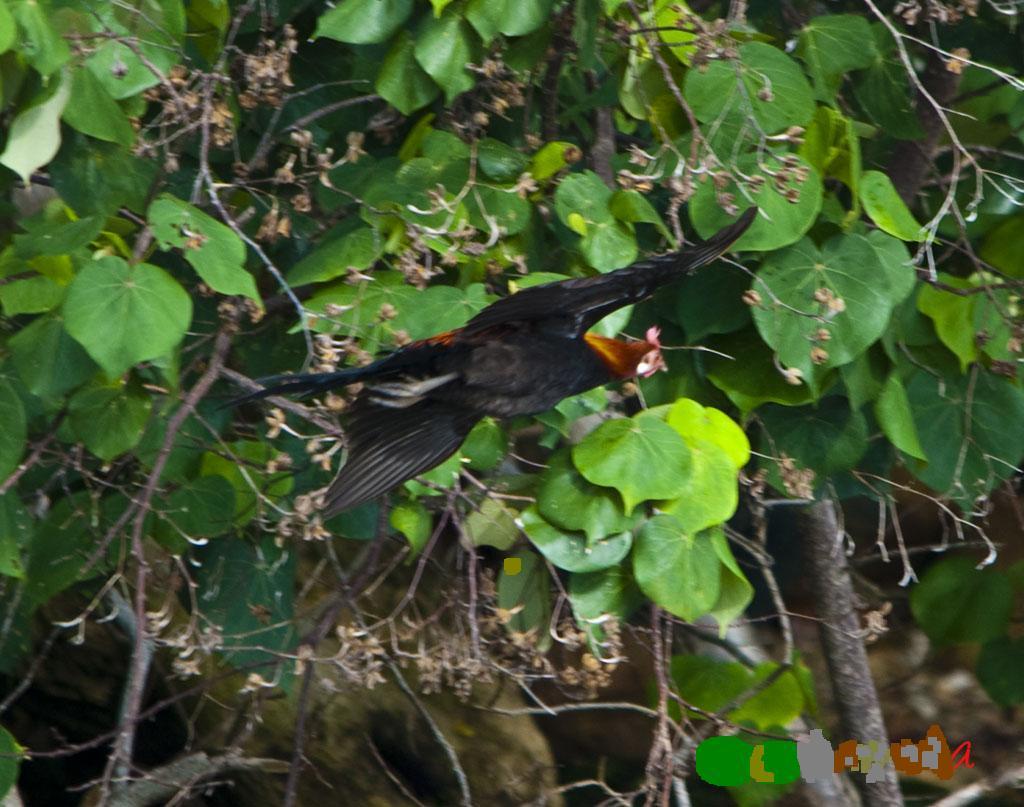 This immature male red jungle fowl in flight.