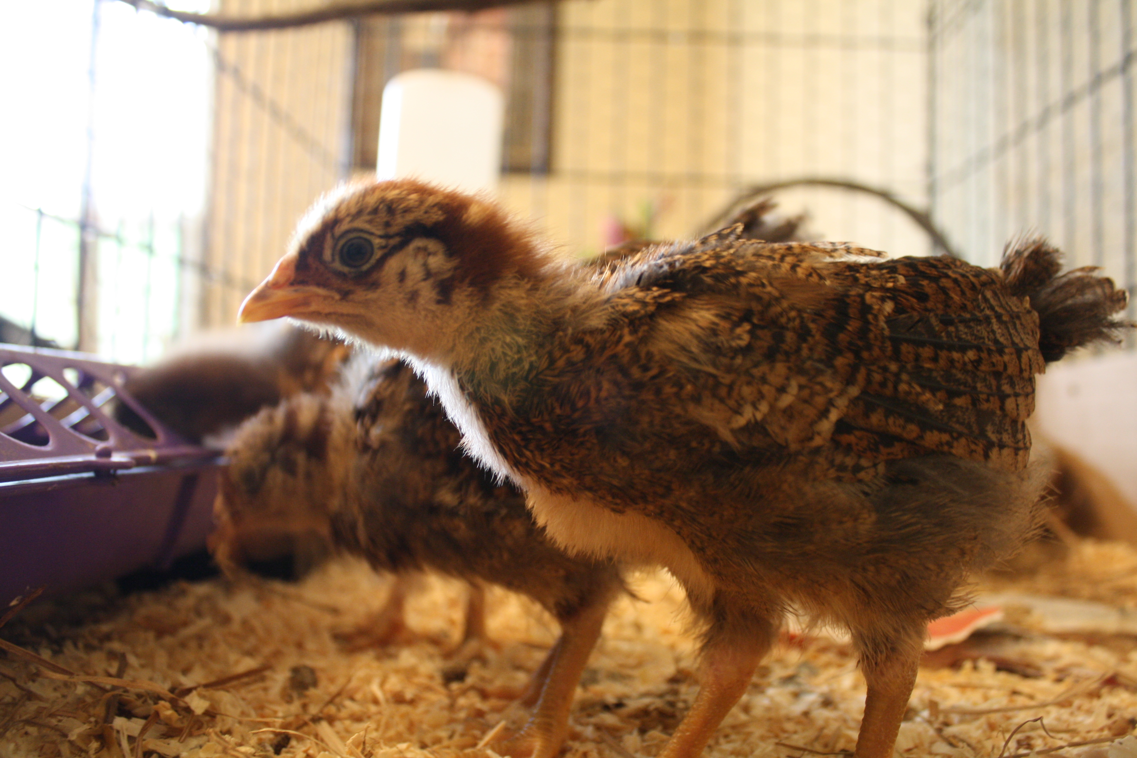 This is 1 of 3 partridge wyandottes....the last of the peeps for the yr.