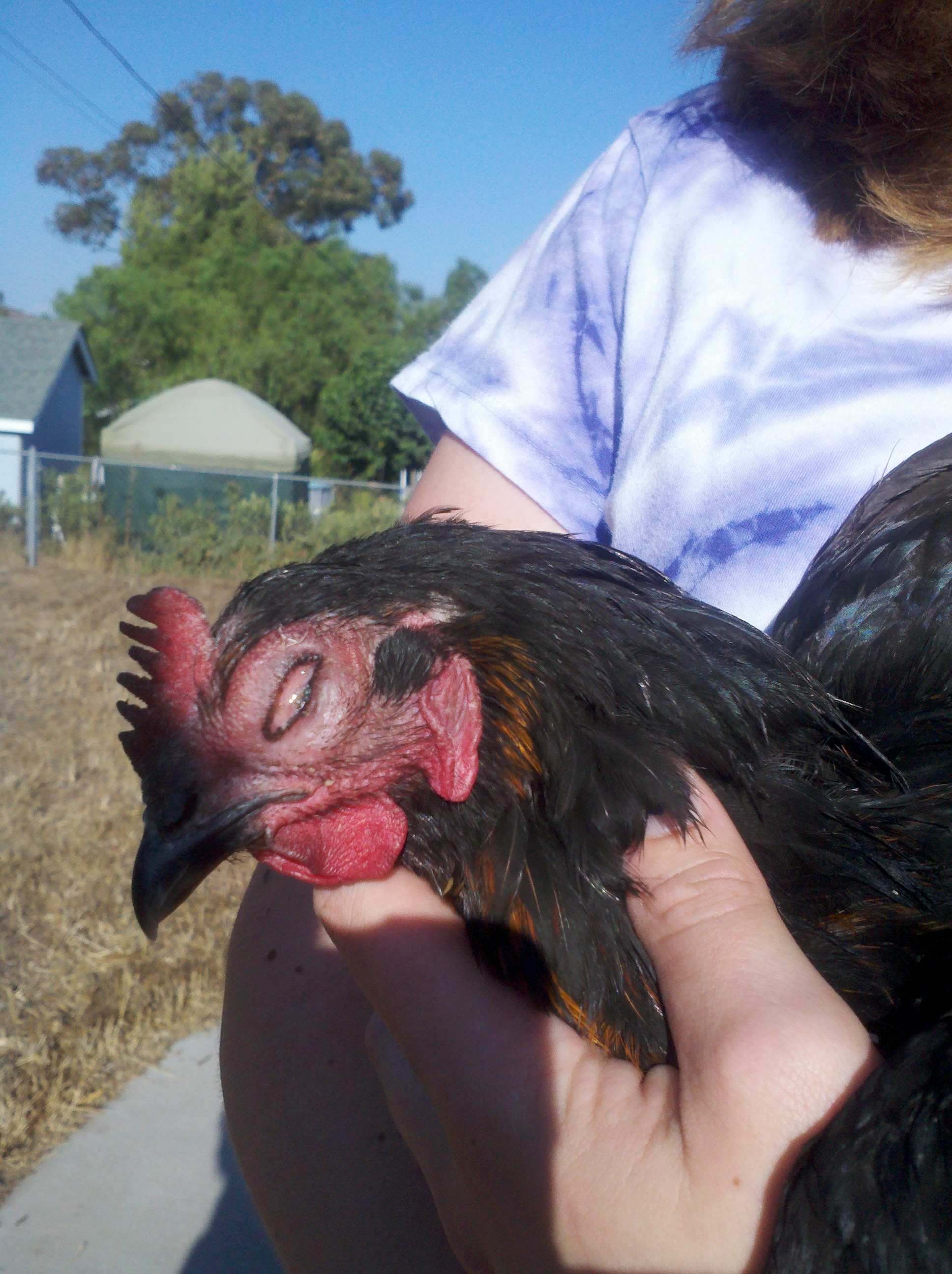 This is 1 of my laying hens. She got this about 3 weeks ago. This is her only symtom now. The 1st week she had trippy eyes and noes. I have done research but I have no idea what this is