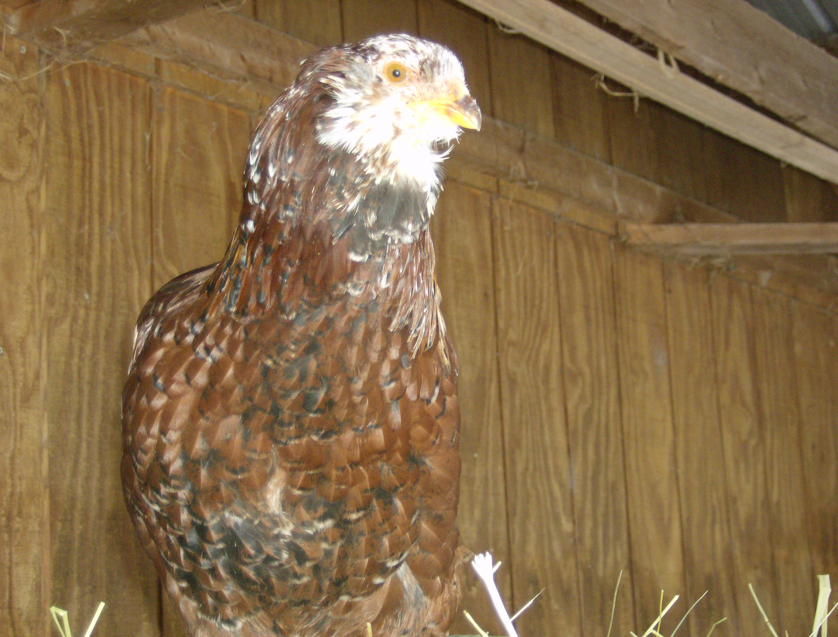 This is 1 of my spangled Russian orloff hens