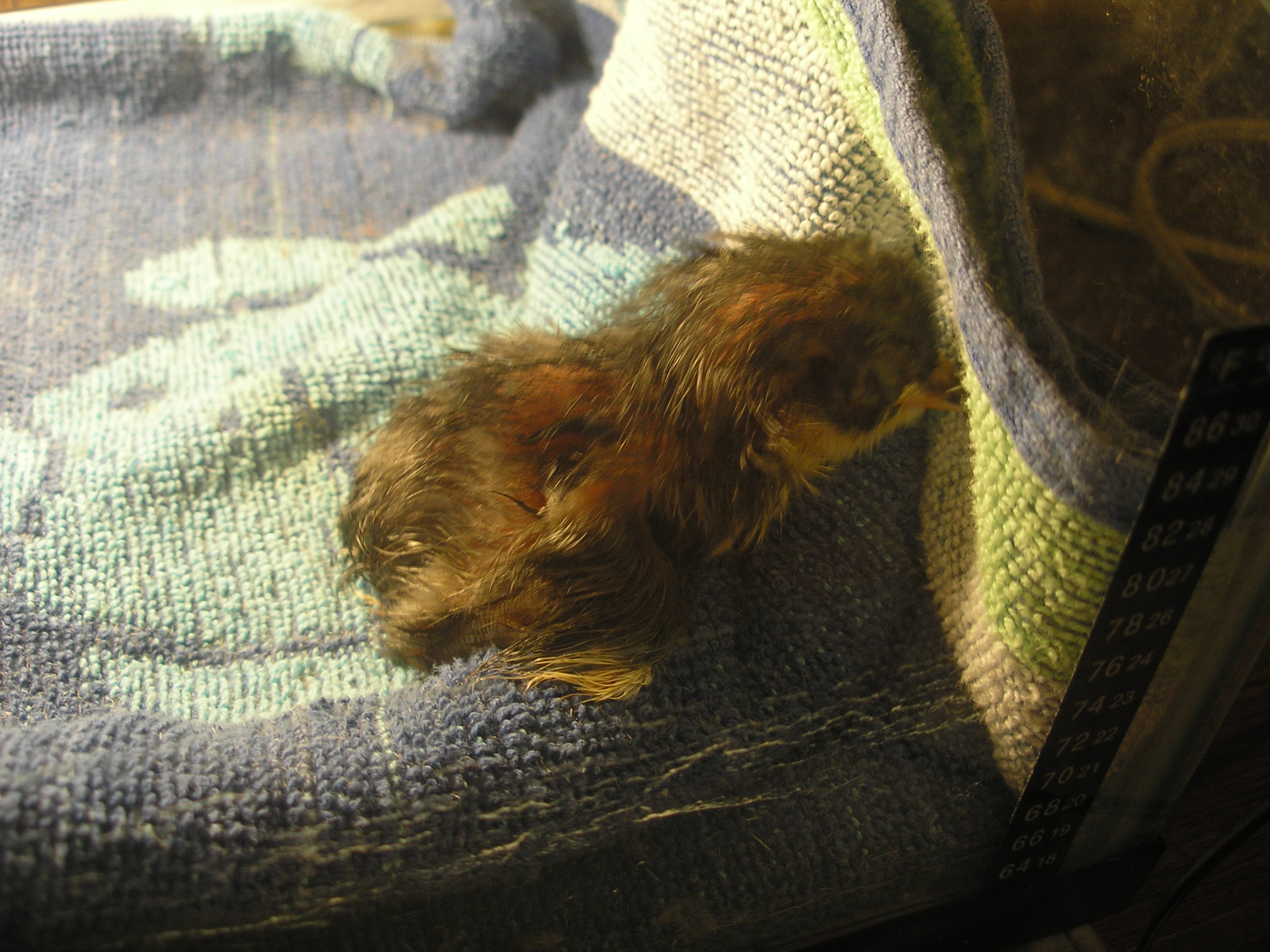 This is # 5 of 18 babies to hatch this is a chocolate baby still wet very cool baby yay got a chocolate!!!!!!!!!!!!!!!!!!!!!