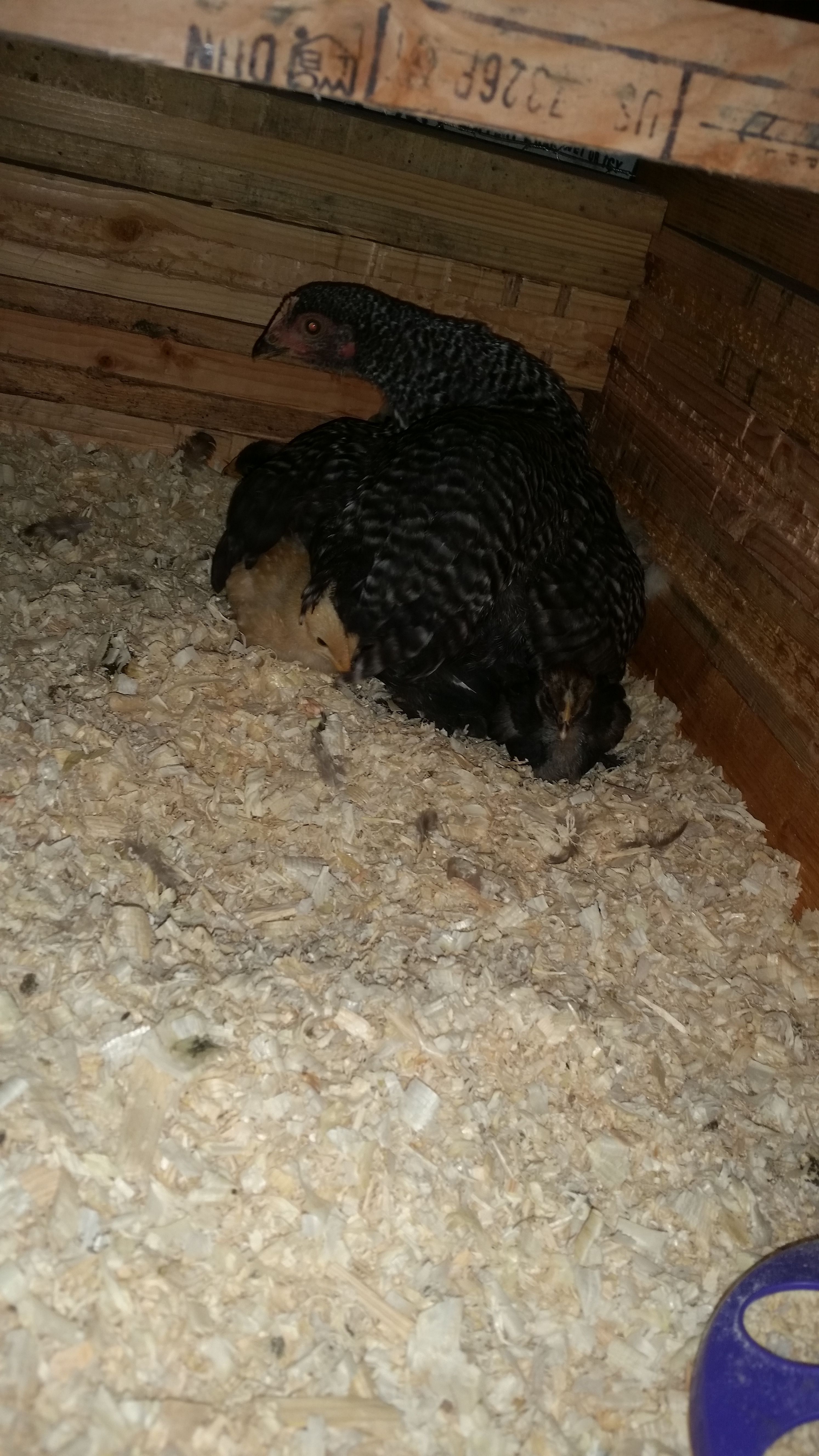 This is 7 wk old Barred rock we got from local feed store the girls named Big Mama and she is sitting on 10 2 wk old various breed chicks (4 Barred rock, 2 silkies, 2 silver laced cochins,  2 buff orpingtons).