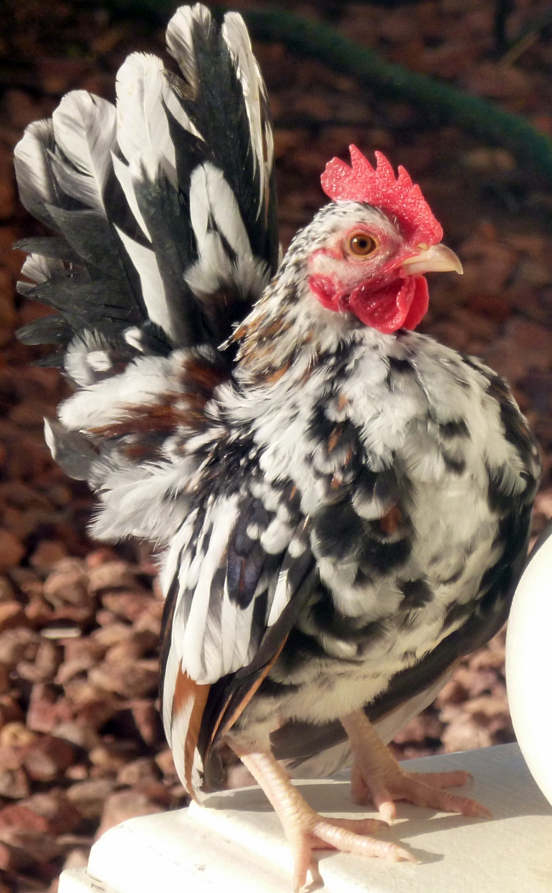 This is a 2016 chick !! First of the year, already promises to go into the breeder coop, he is the son to the bird on the cover of the album.
