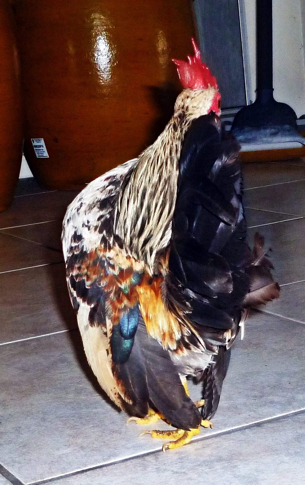 This is a 9.51 ounce adult reproducing micro serama roo, he is the only roo in the breeding coop, his son will be replacing him for the 2014 breeding season. All 2013 chicks have come from this roo.