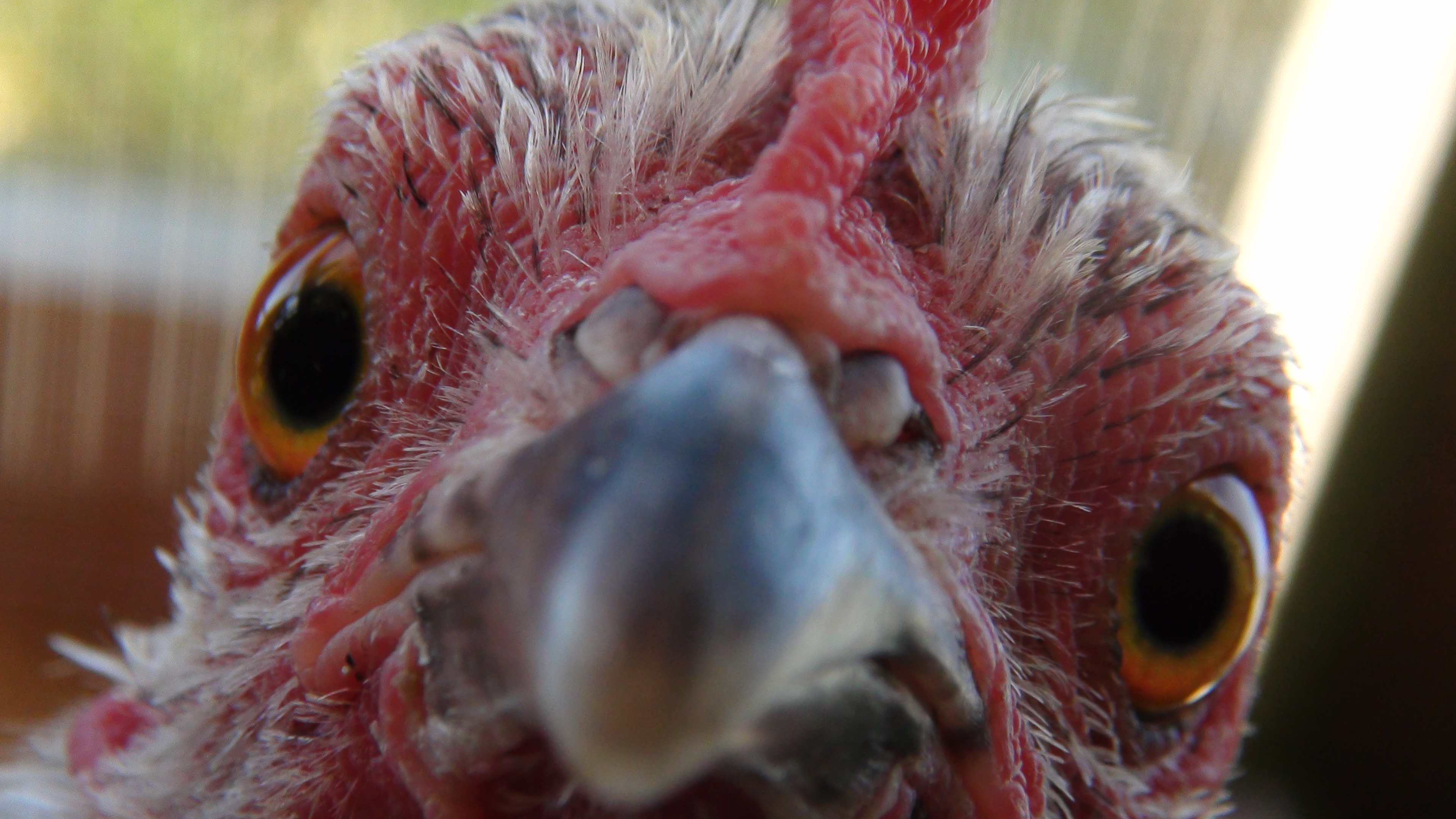 this is a bantam game-hen, affectionately called "Micro"