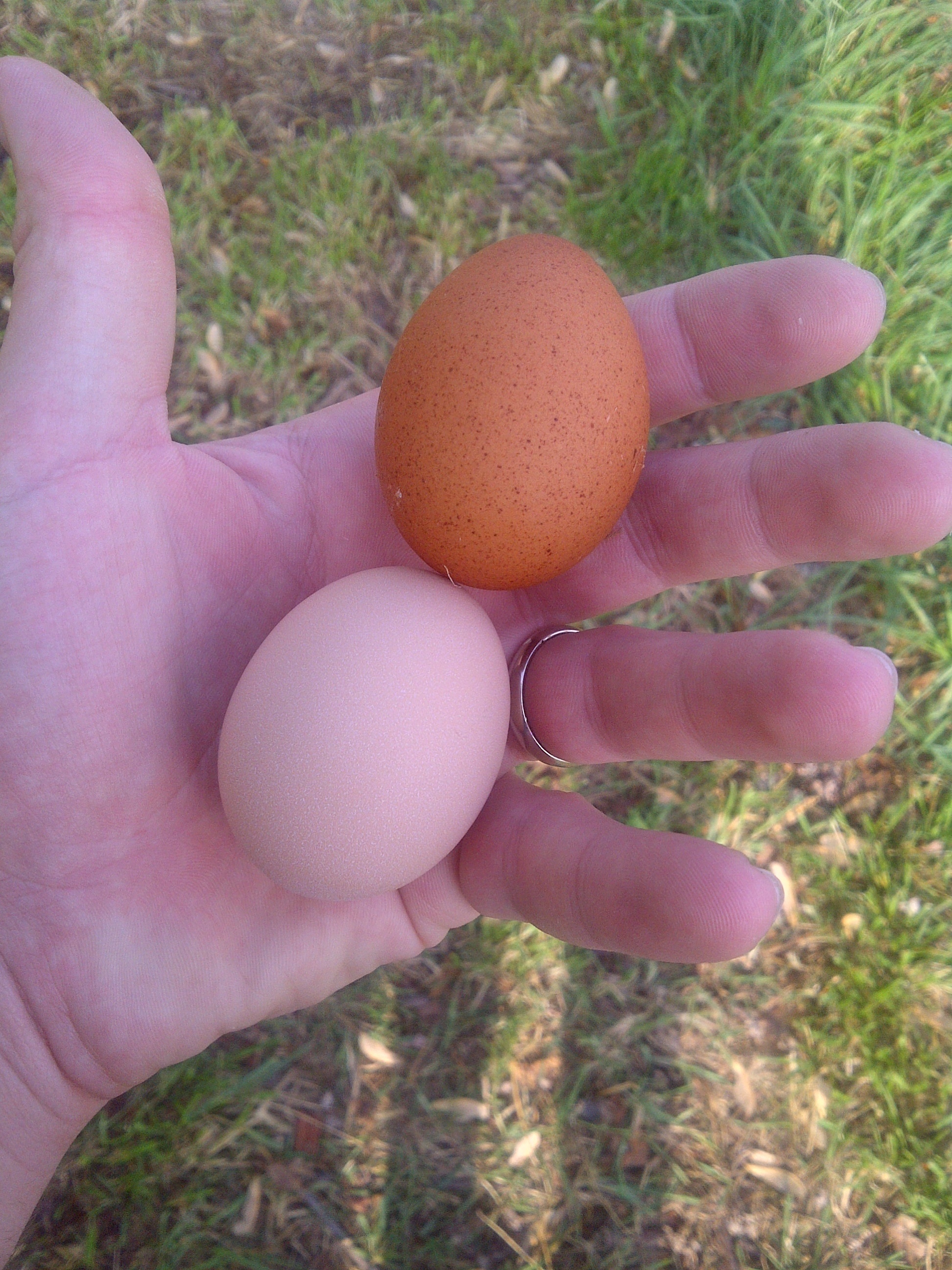 This is a barred rock egg next to my splash marans egg.