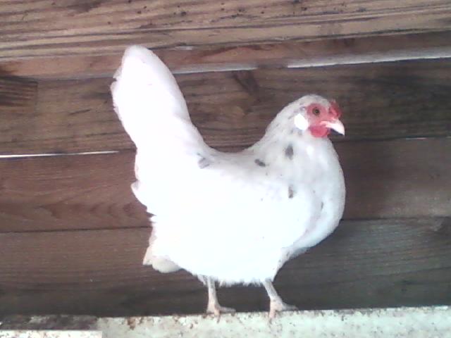 This is a beautiful bantam hen. almost a peer white, this hen is another great chicken to start your new chicken flock.