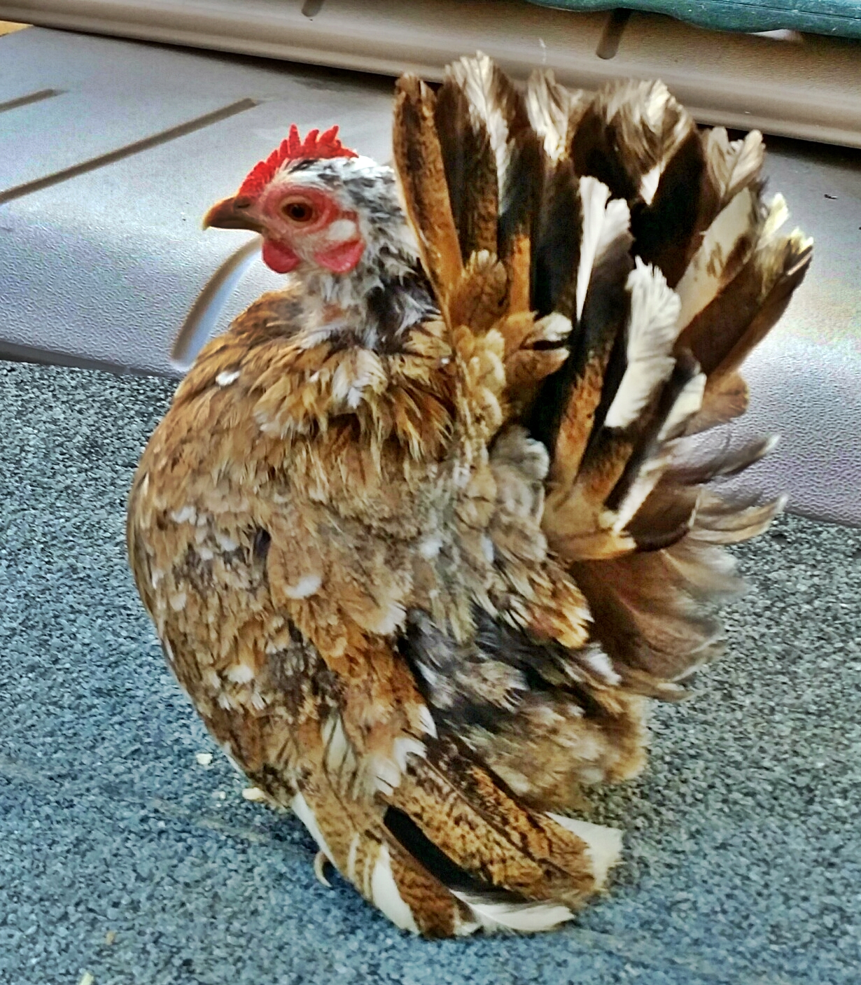This is a beautiful hen, she is not from our line, although I would like to claim her. She was brought in has a hatching egg, from the "Campbell" line, and she is producing for us this year.