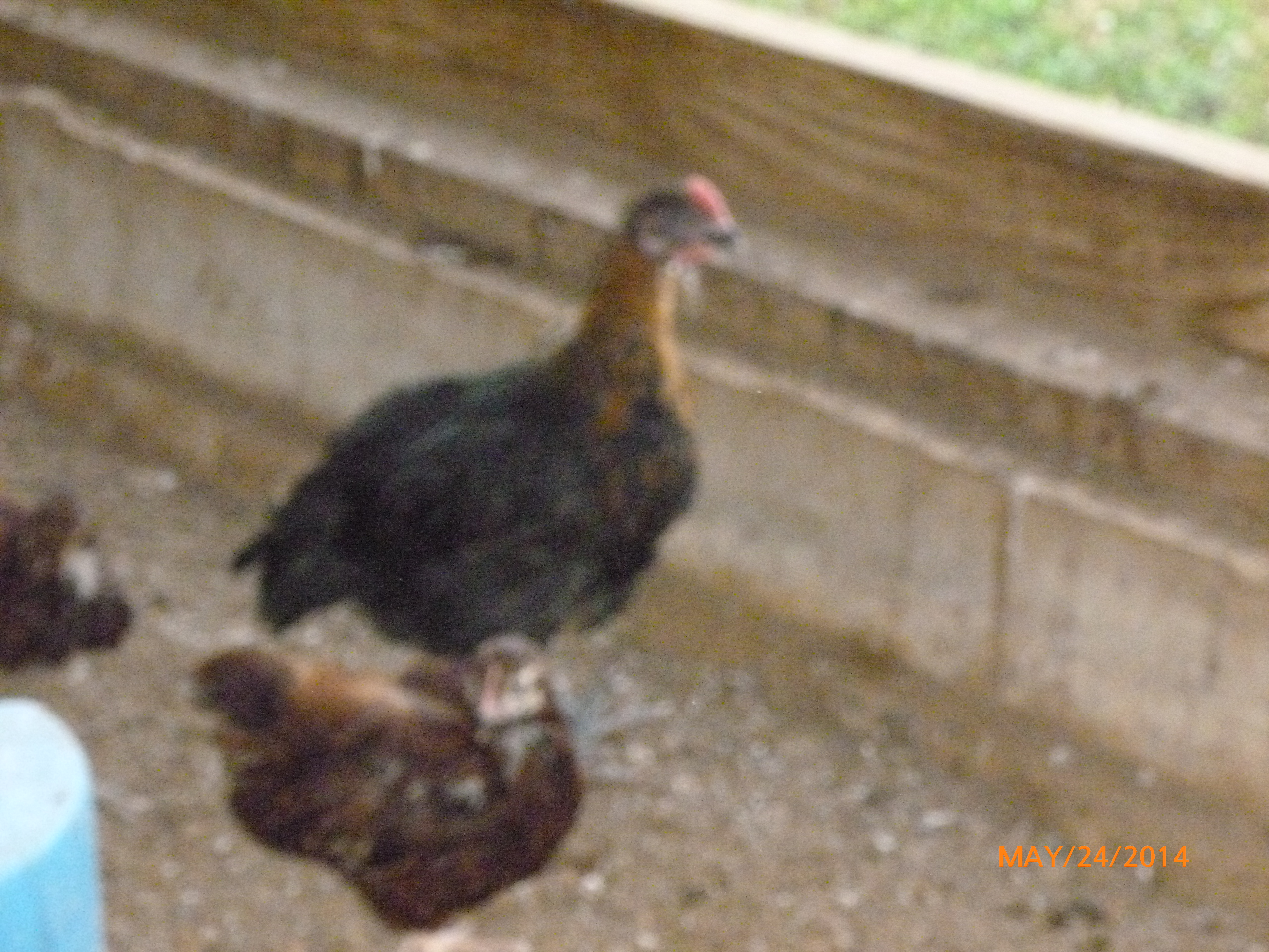 this is a black copper maran cockerel