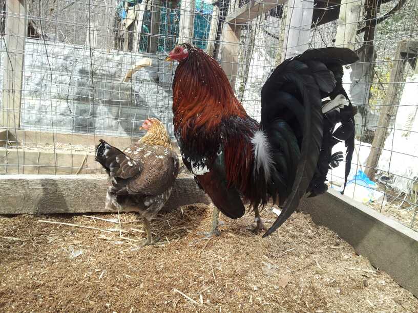 This is a brood cock at cumberland show fowl,they are real well bred fowl. I have won 5 blue ribbons with this pure Bumgardner Hatch.