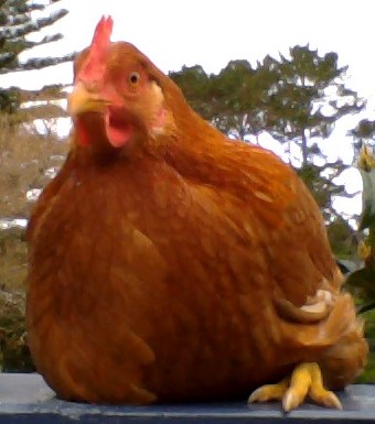 this is a brown shaver chicken she is doris