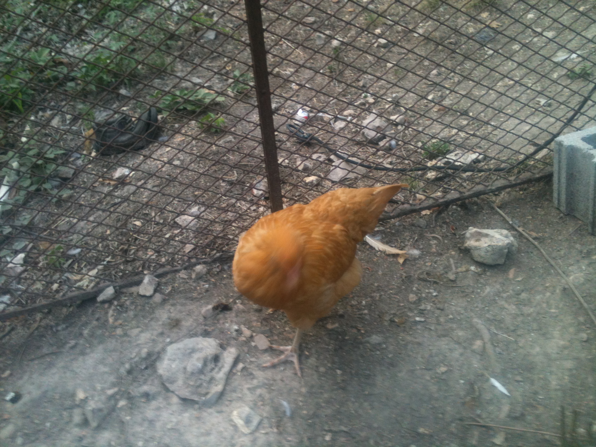 this is a buff orphinton pullet named butters she is 5 monthes old