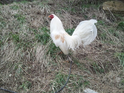 This is a Cumberlan Show Fowl brood cock He is 6 years old and has won 17 blue ribbons for us,this is the father to most of our pure Blackwell Hatch ,they are called Pink Hatch because the hens have pink neck feathers,they have been bred by our family 21 years.