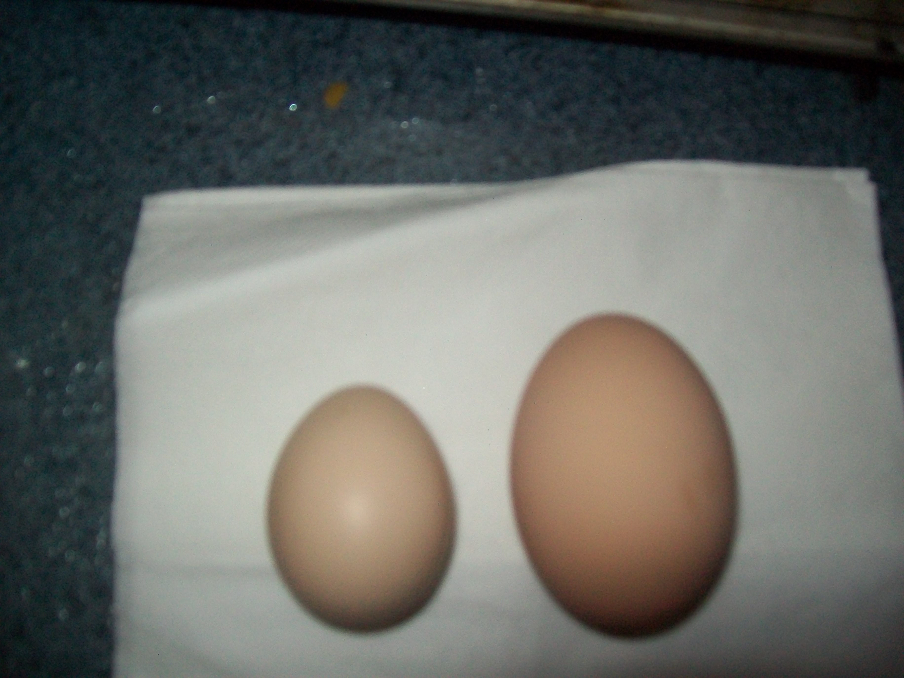 This is a day one egg compared to what she laid on day 6~~~big difference!!