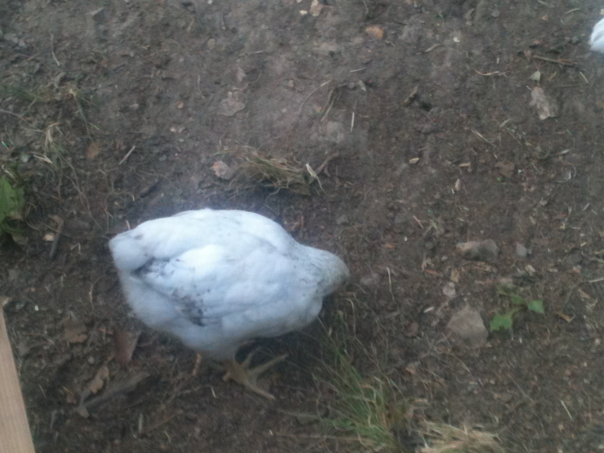 this is a Delaware pullet named jasmine she is 4 monthes old
