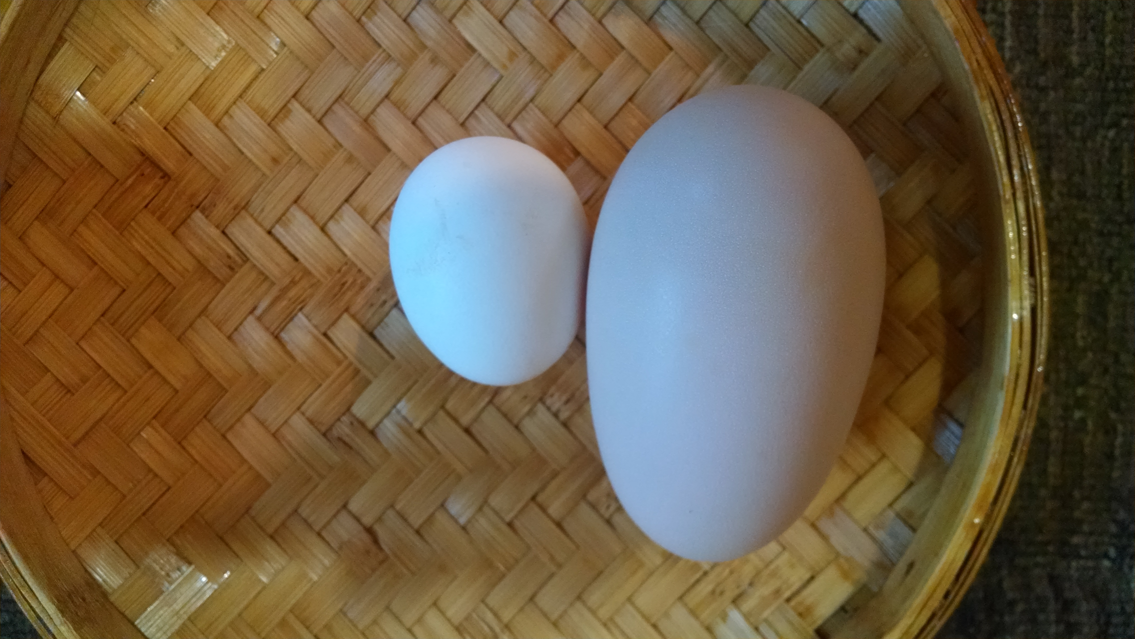 This is a double yoker eggs. It came from my JG. after she hasn't laid for a couple of days. The one beside it is a POLISH. Lol Big difference.