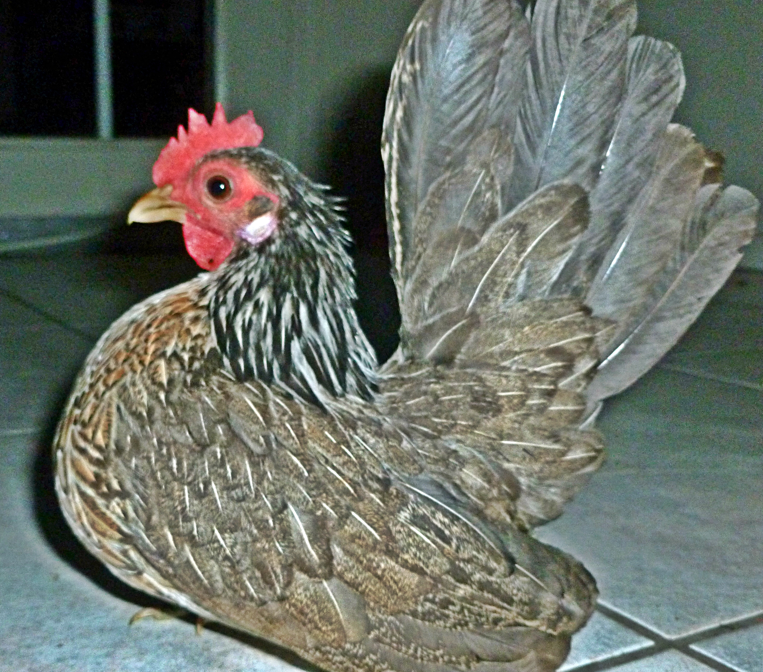 This is a Feb 2013 pullet, she made it into the breeding coop, she is in the seven ounce range. She is being bred back to her father LJ a Micro cock in the 9 ounce range

Because she is a 2013 chick, and a breeder coop bird her photo makes it in the 2013 Breeder Album and the 2013 Chick Album