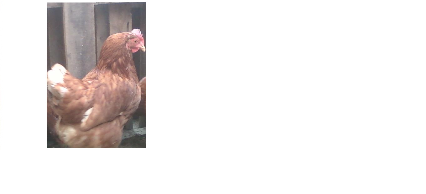 This is a golden comet, cinnamon queen, pullet. These red chickens are known for their egg producing skills. Cinnamon queens are a great starting chickens and great additions to your flock.