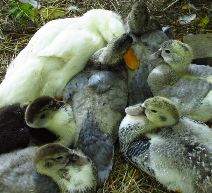 This is a great example of how we should all behave towards the downcast. The large white duck had a lame leg and could not keep up with his regular flock so we moved him in with our tiny babies. He hated that at first but soon grew attatched. They snuggled up like this every night. Now he is almost as good as new and remains with the younger group who stayed by him.