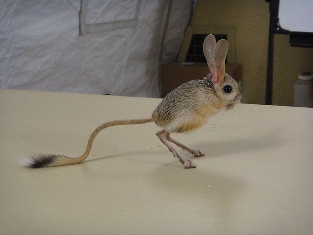 This is a jerboa, and it really is a real animal. It lives in the desert