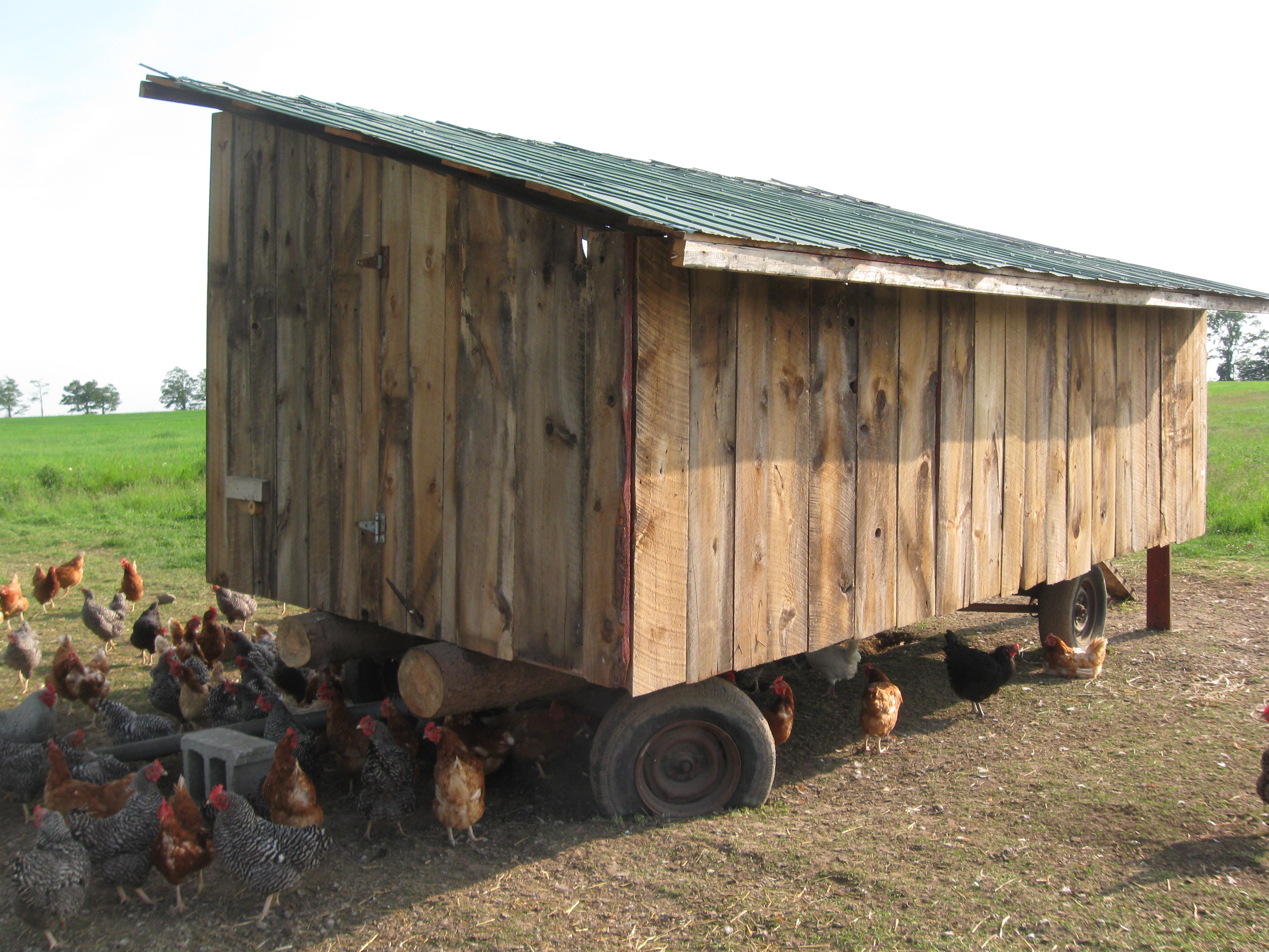 This is a movable chicken tractor that I made be myself. It is 8x16 feet and is on an old wagon rack. The chicken tractor is called Fowl Play. Made of old barn boards it cost me only time and forty dollars in screws and nails.