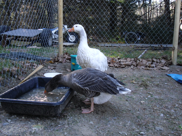 This is a photo from the first day they came home to us ;)