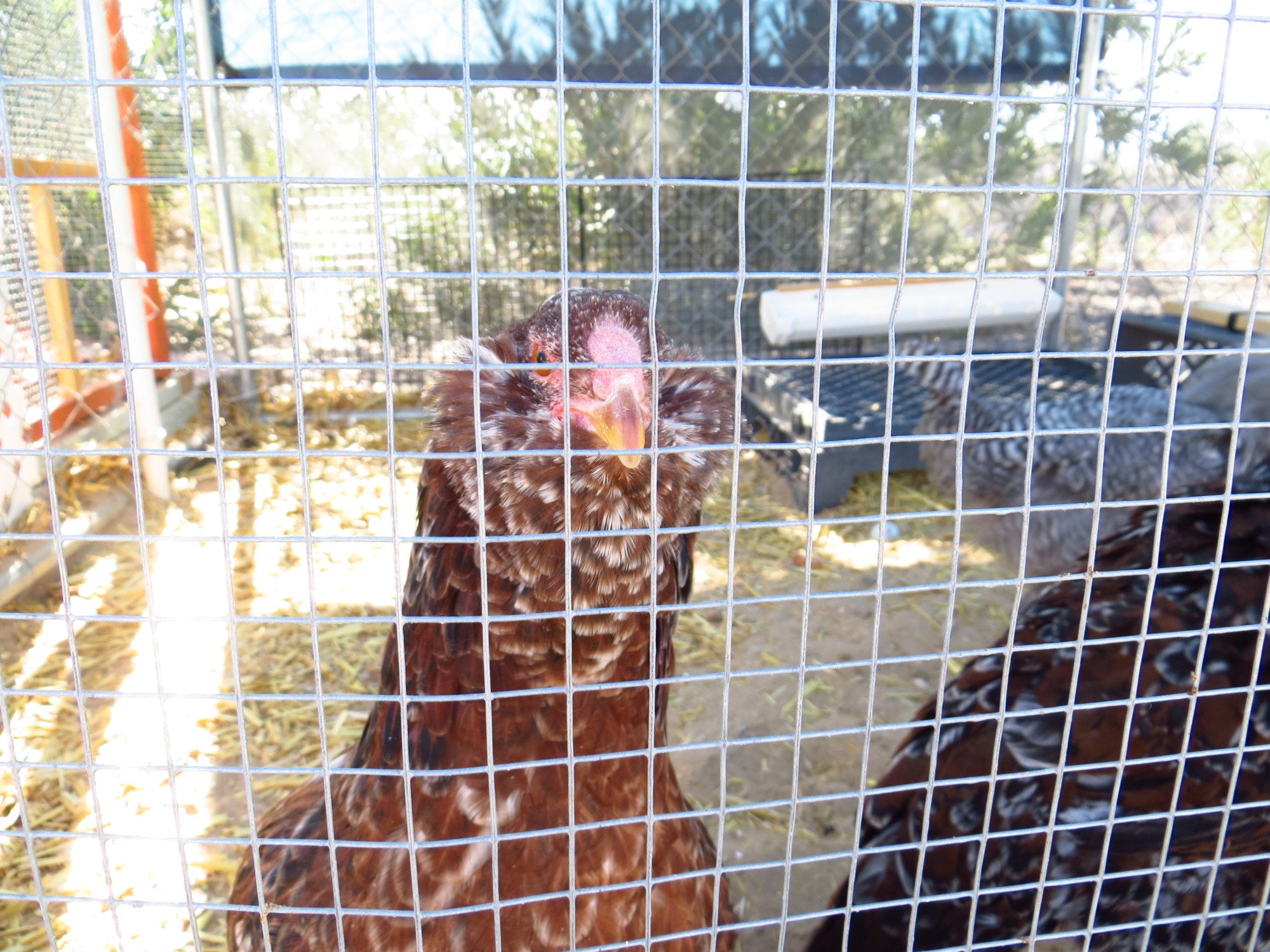 This is a photo of one of my RIRs. According to the information giving to me she is about 4 months old. At this point I see no comb or waddle, but lots of feathers in the area where I assumed the waddles should be. ????