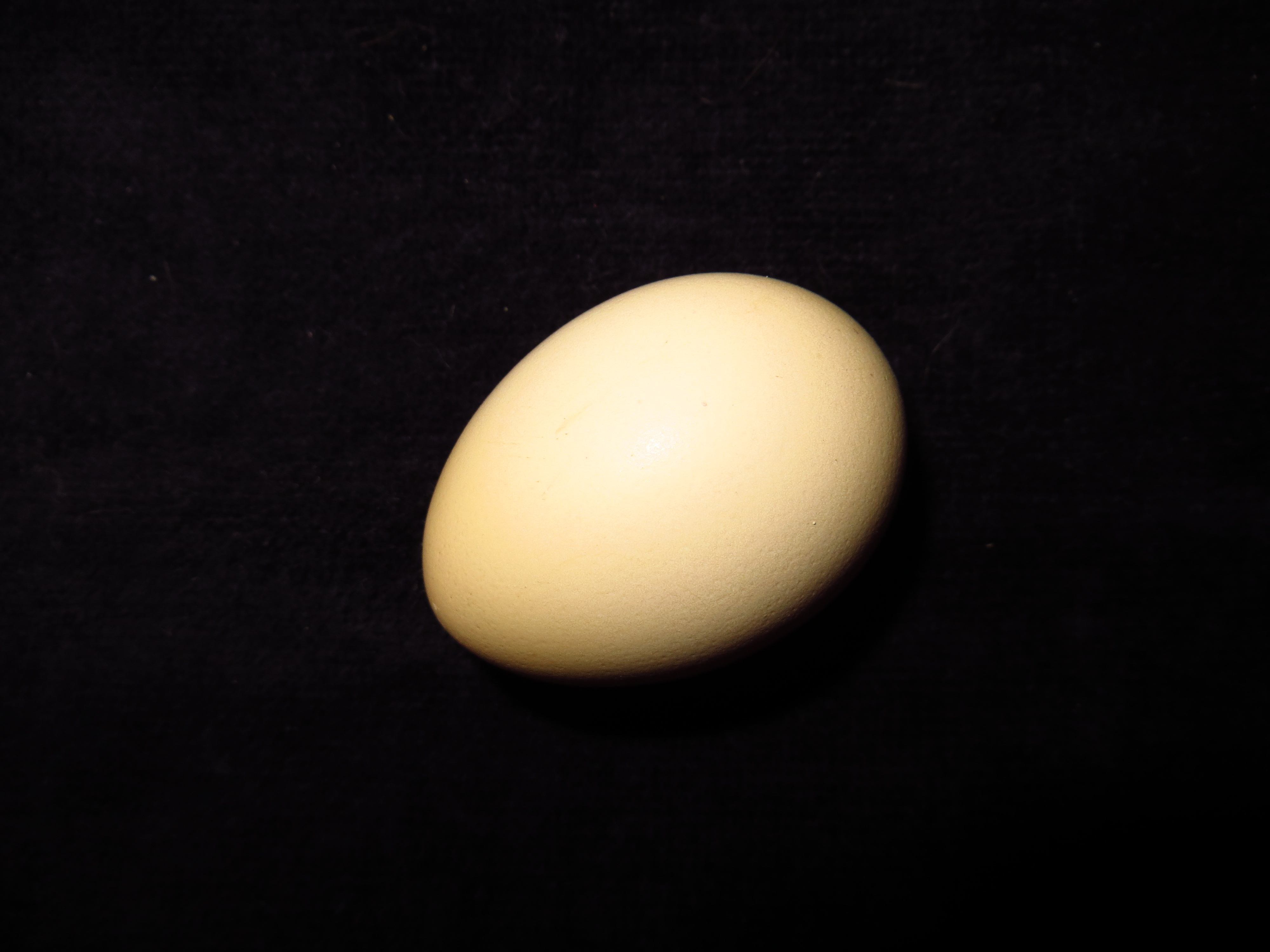 This is a photo of the first egg laid by one of our hens. It is regular size and tan in color