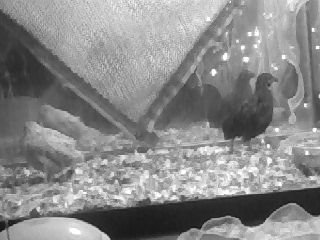 This is a pic of my Senpai, and my since deceased Obsidian (grey one)