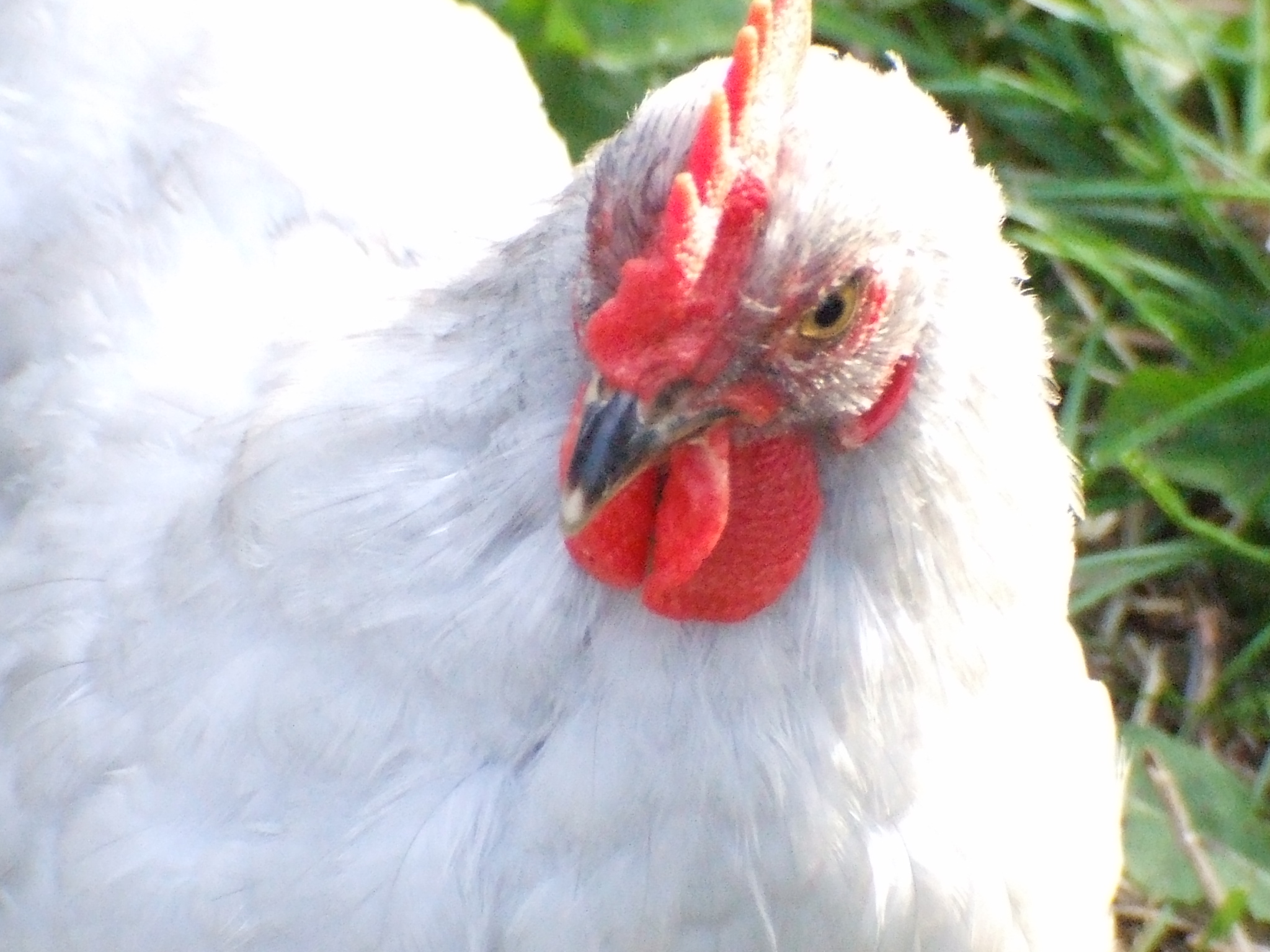 this is a picture of our lavender Cockerel, Al Capone, don't know what happened with the lighting :F