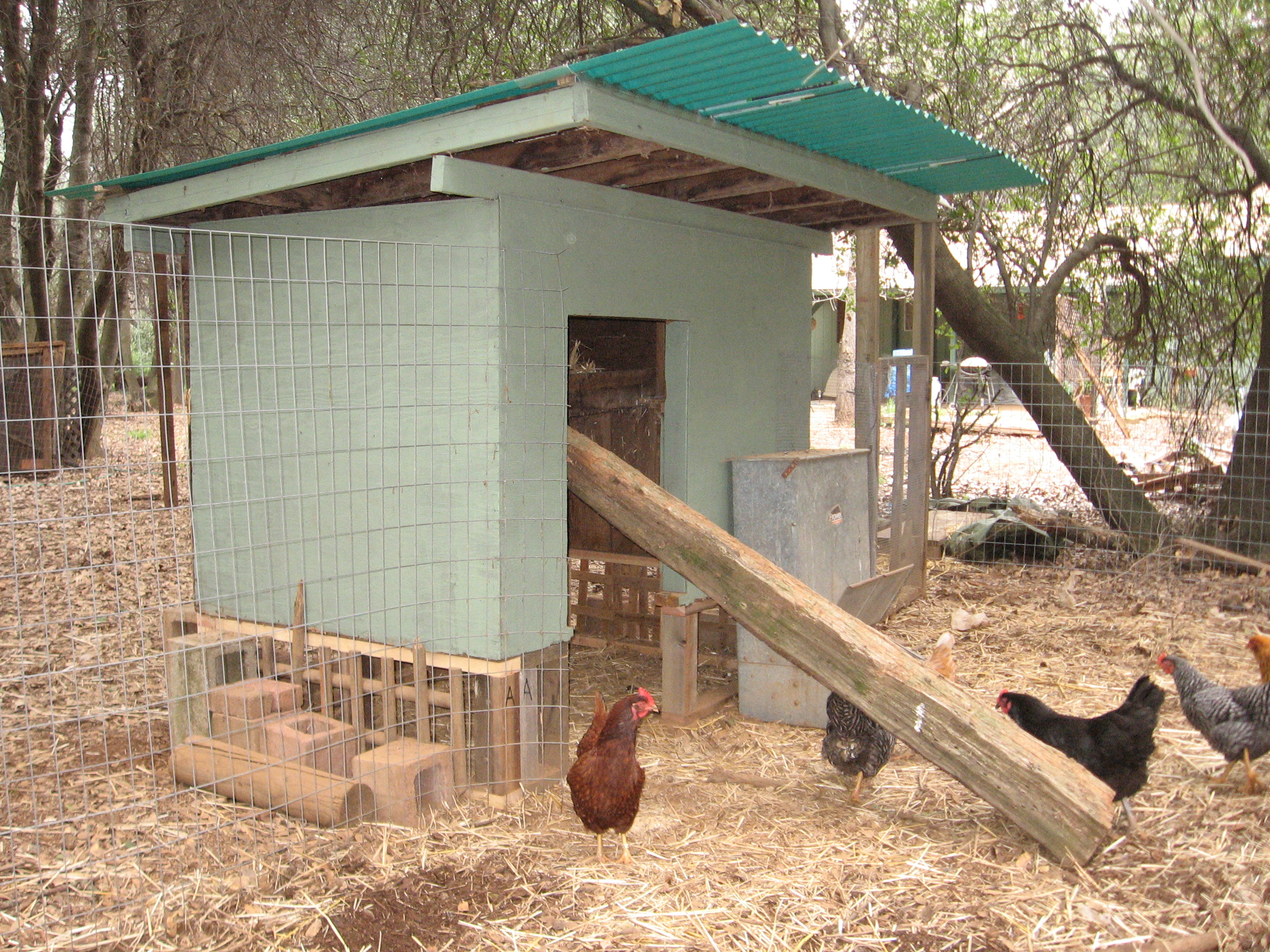 This is a picture of the house from the inside of the pen.  We recently remade the pen and moved the house.  It got a new corigated vinyl room, and a coat of paint.  The girls now have a yard about 25' square.  Happy girls!