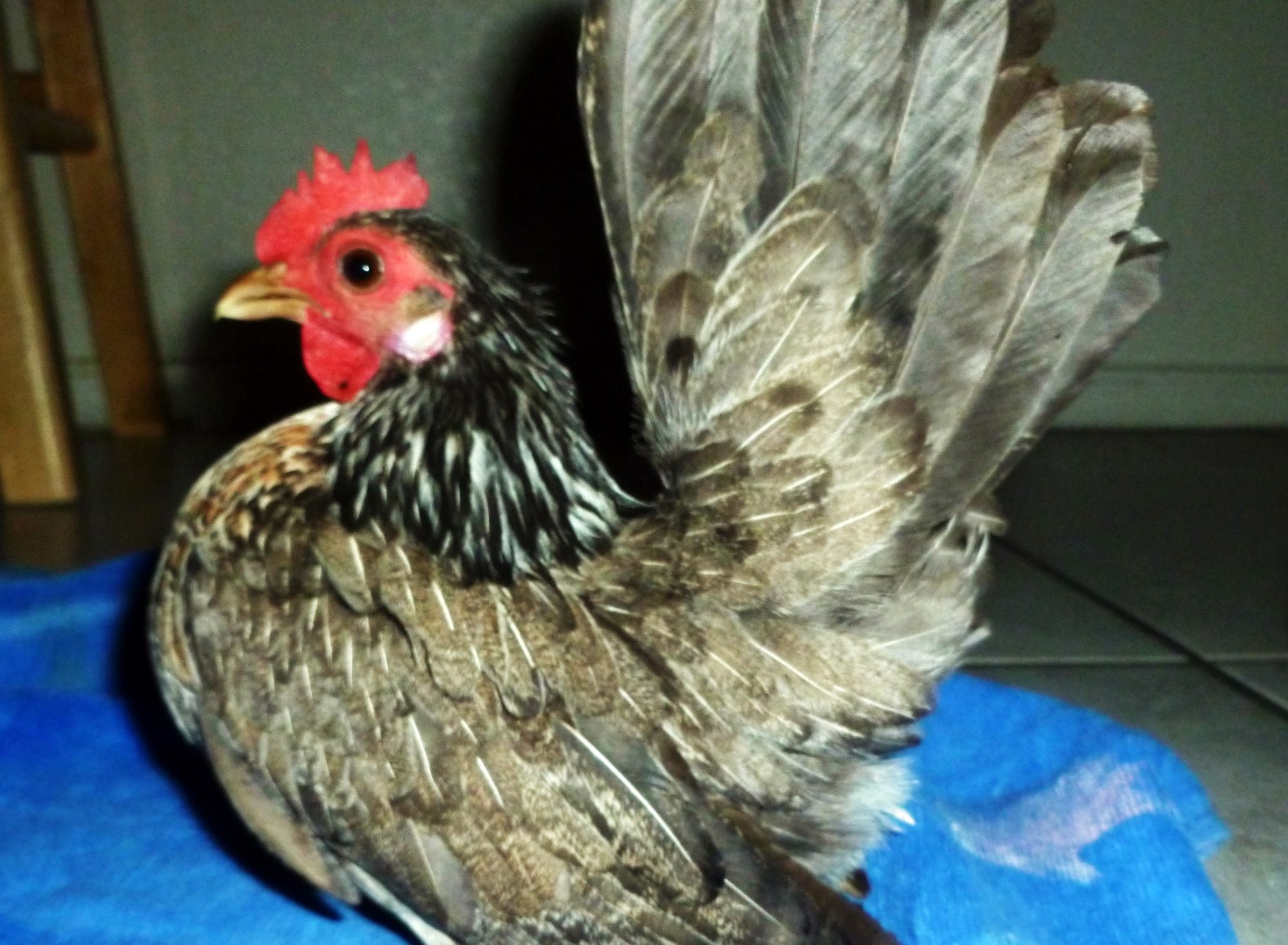 This is a pullet breeder, a 2013 Feb hatch, she has her first fertile eggs in the incubator she is in the 7 ounce range, and is bred back to her sire LJ a Micro roo pictured in this same album.