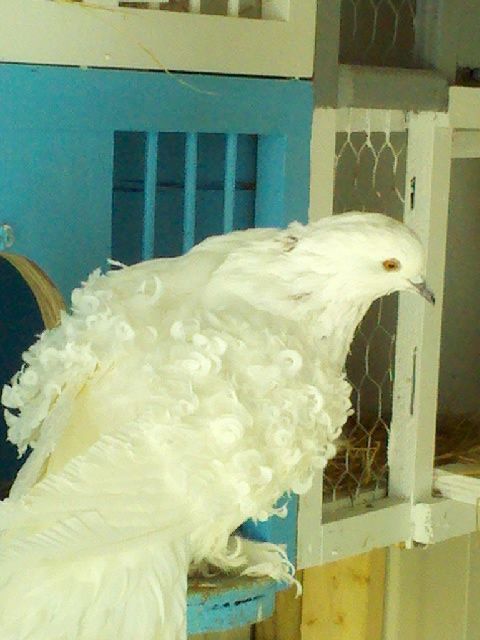 This is a red grizzle, notice the stained beak