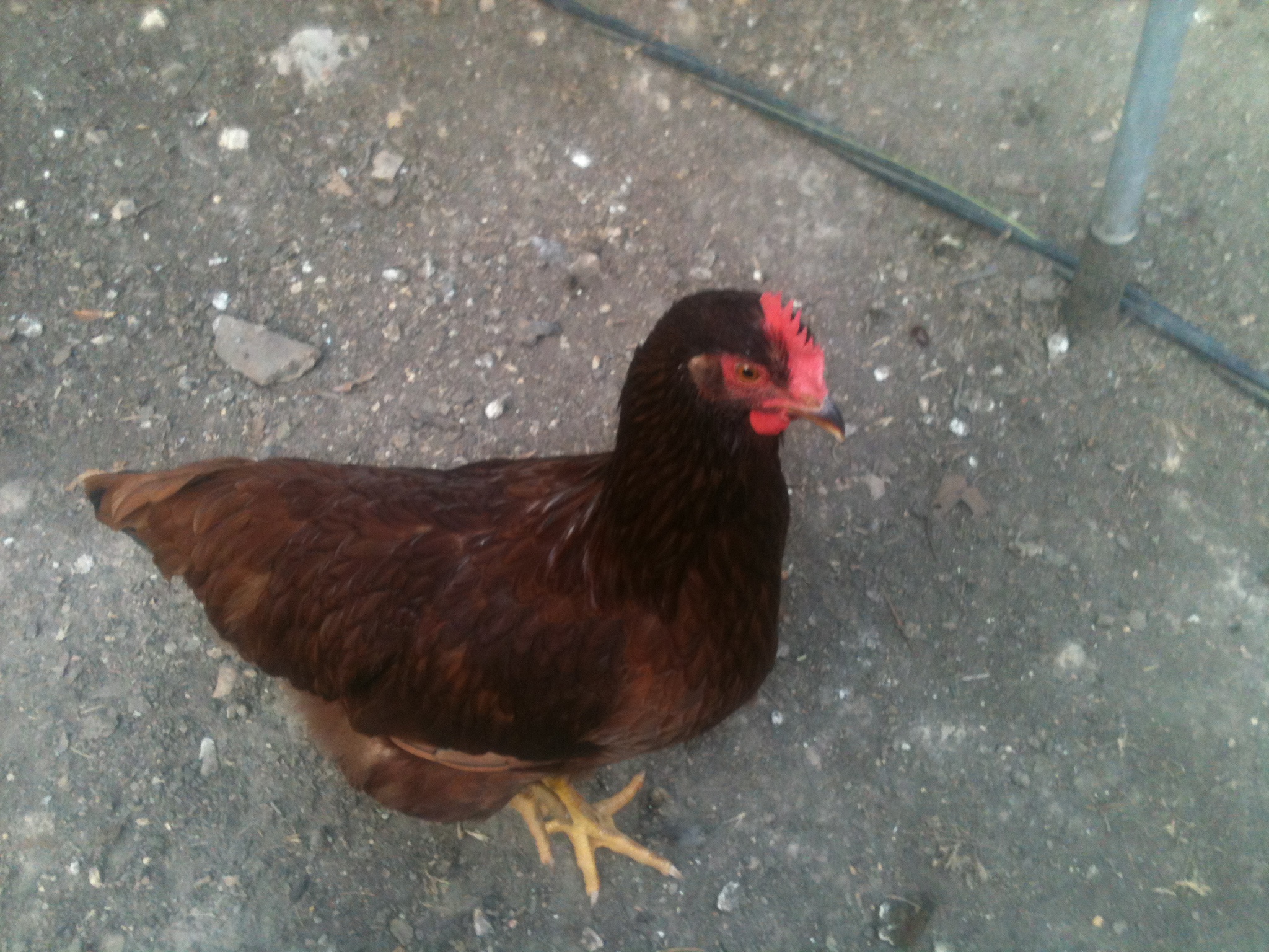 this is a rhode  island red pullet named flora she is 5 months old