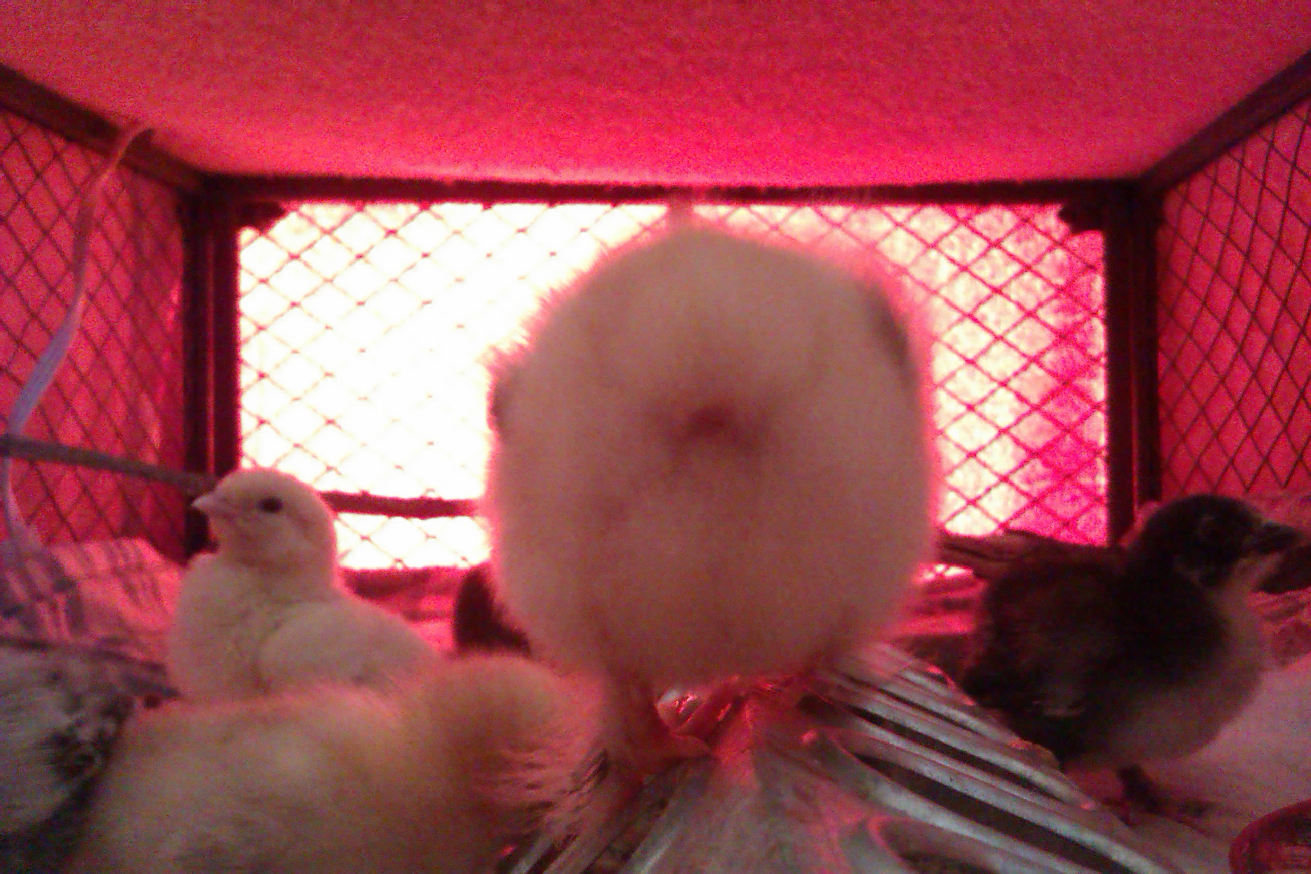 This is a shot I was trying to take at eye level.  That's Betsey showing her @ss again.  How funny I got that shot on accident.  I love it!  Little fluffy butts!