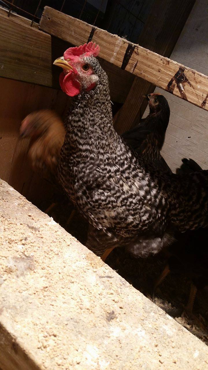 This is a two month old chicken which was supposed to be a pullet but considering the comb and the what seems to be crowing, so can anyone tell if this is a rooster or a pullet or must I wait longer to know?