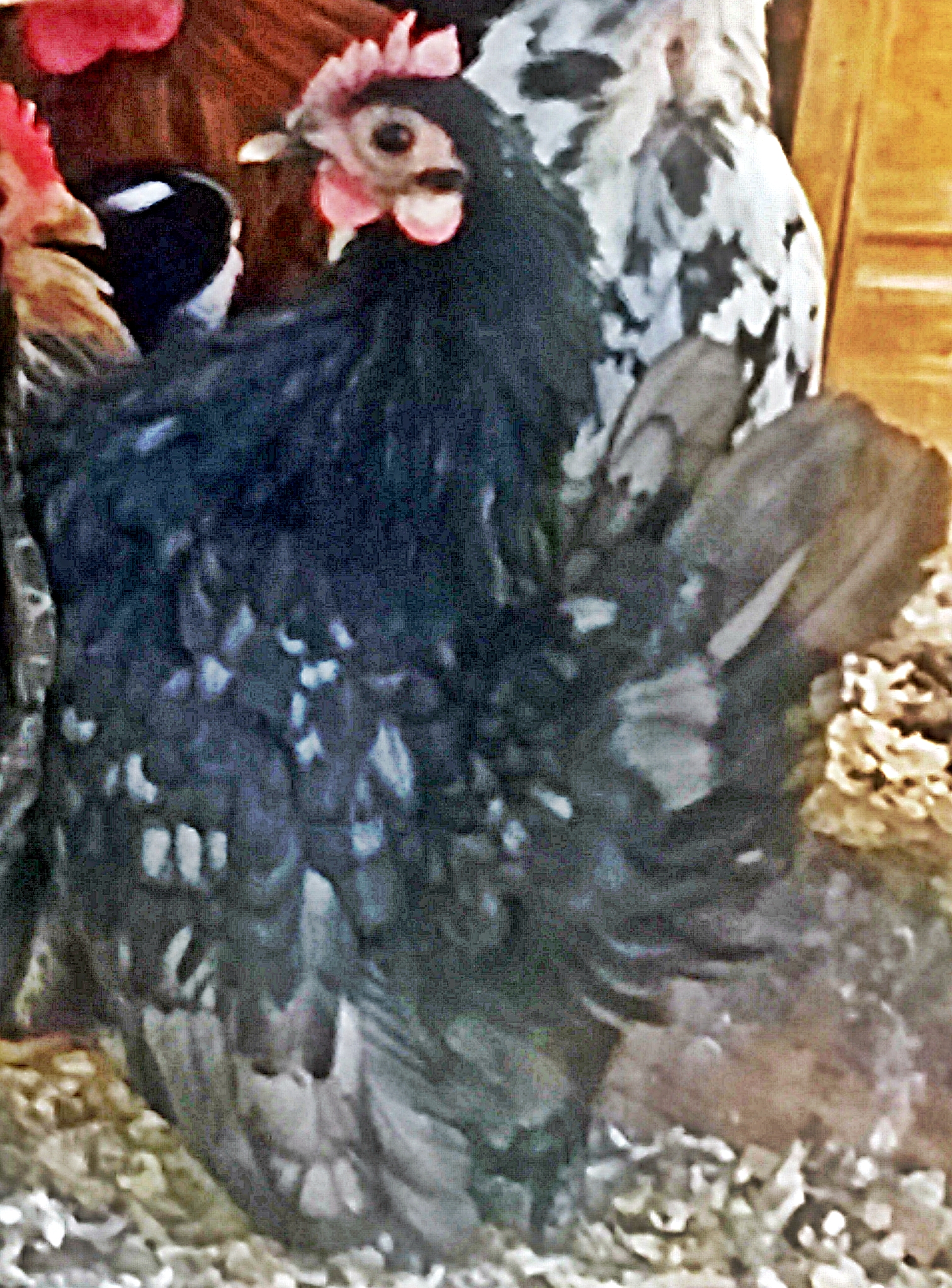 This is a very beautiful full breasted serama hen, her tail is in molt at the picture time. She is part of the 2015 breeding program.