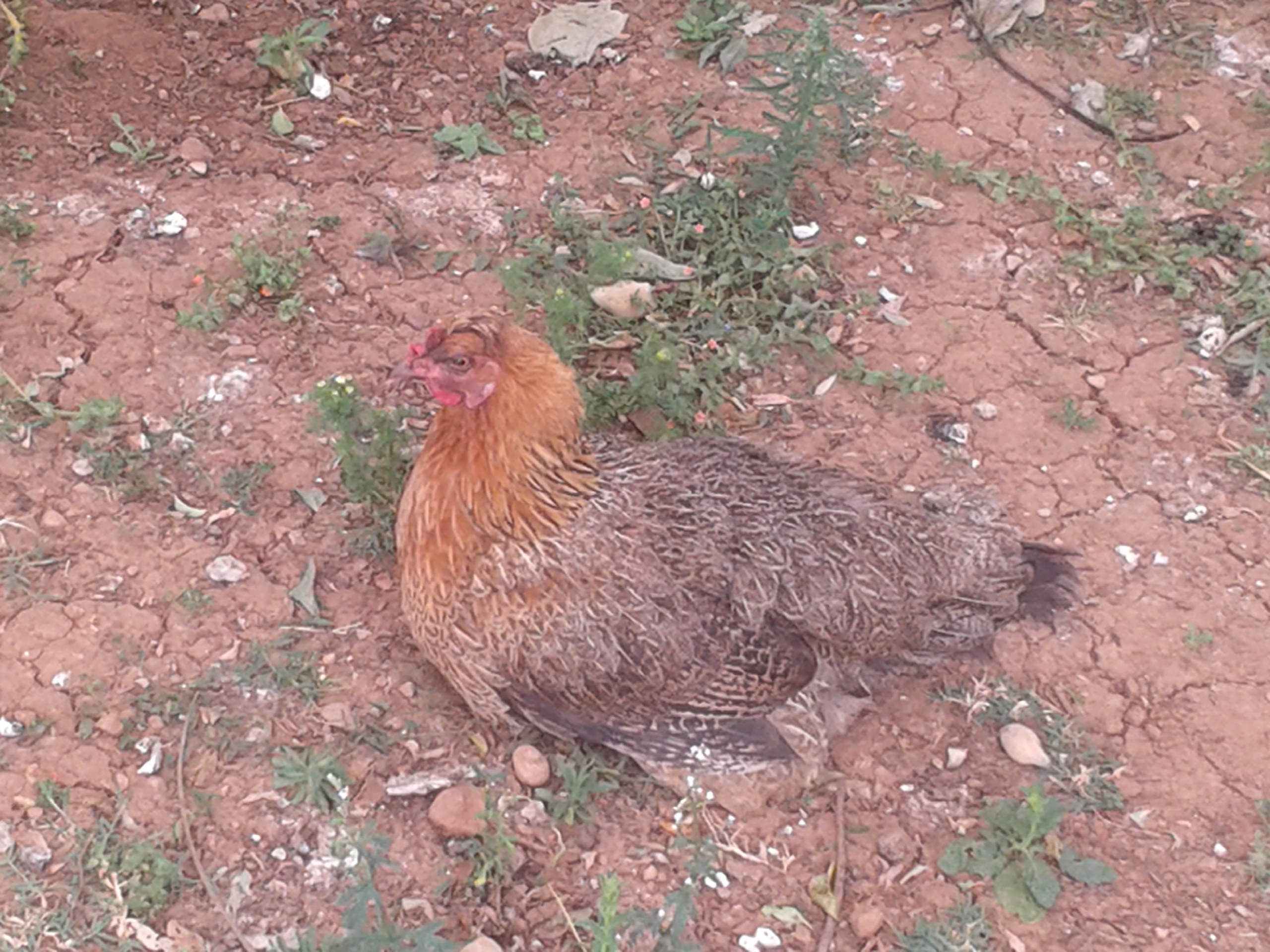 this is a very good egg layer. she is 4 years old but went broody just last year. amazing hen. she took care of her babies for 4 months.