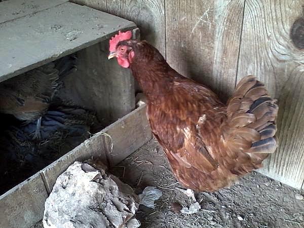 This is a very popular box, I cant get them to go into any other ones! That leaves me arguing with 2 hens and 5 chicks every time I reach in there to get the egg. :( So I made new nesting boxes and added her eggs to it.