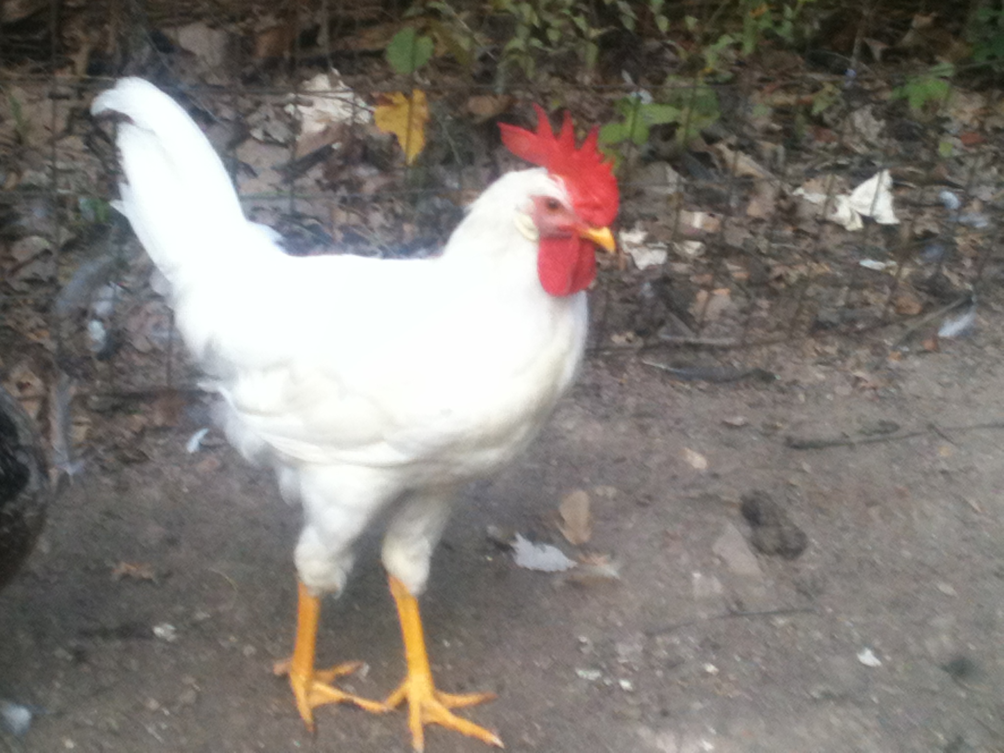 this is a white leghorn rooster named rosko he is 4 monthes old