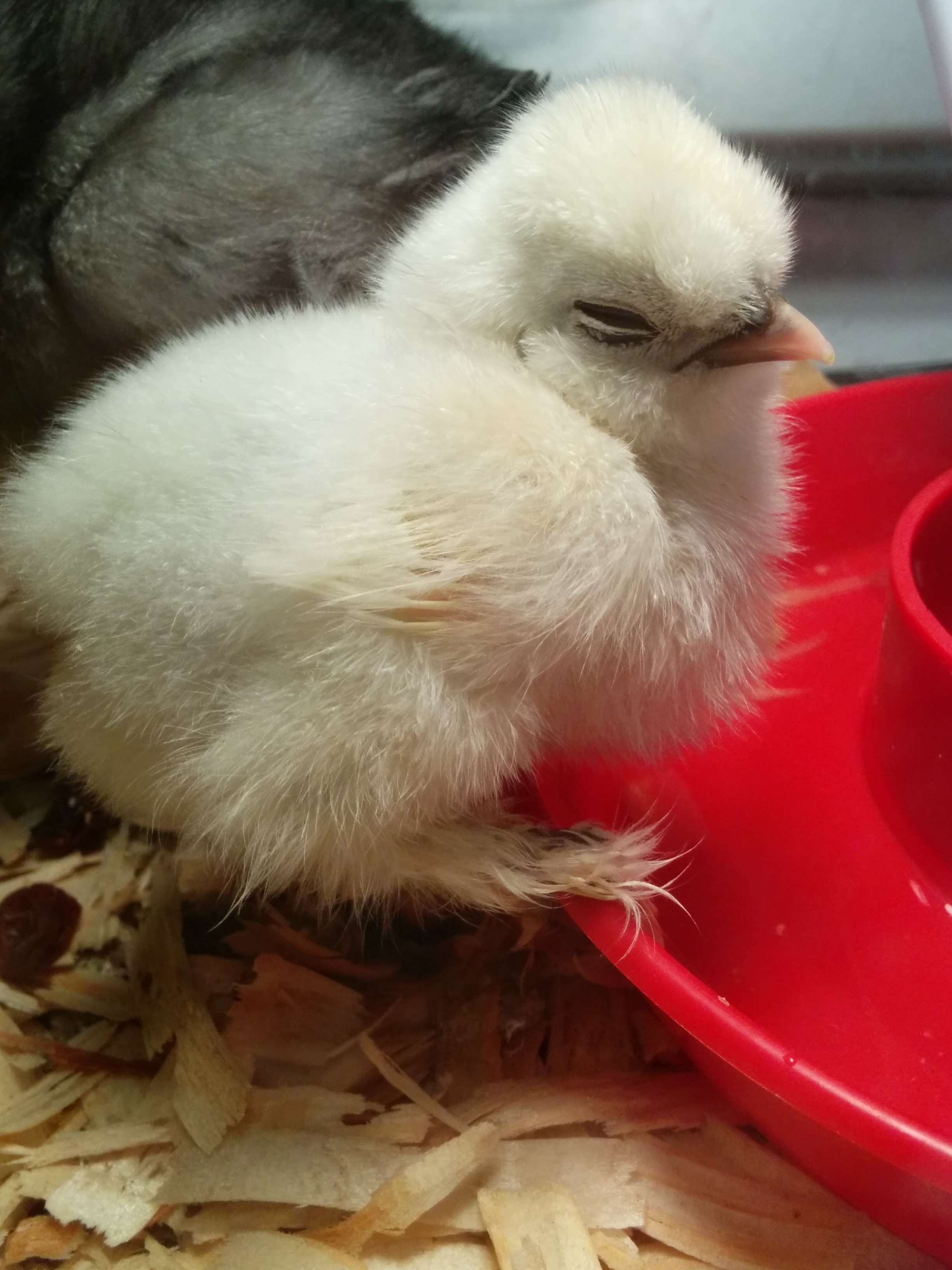 This is a white silkie, hopefully a hen, her or his name is kokoszka or Koko for short, and just got her yesterday