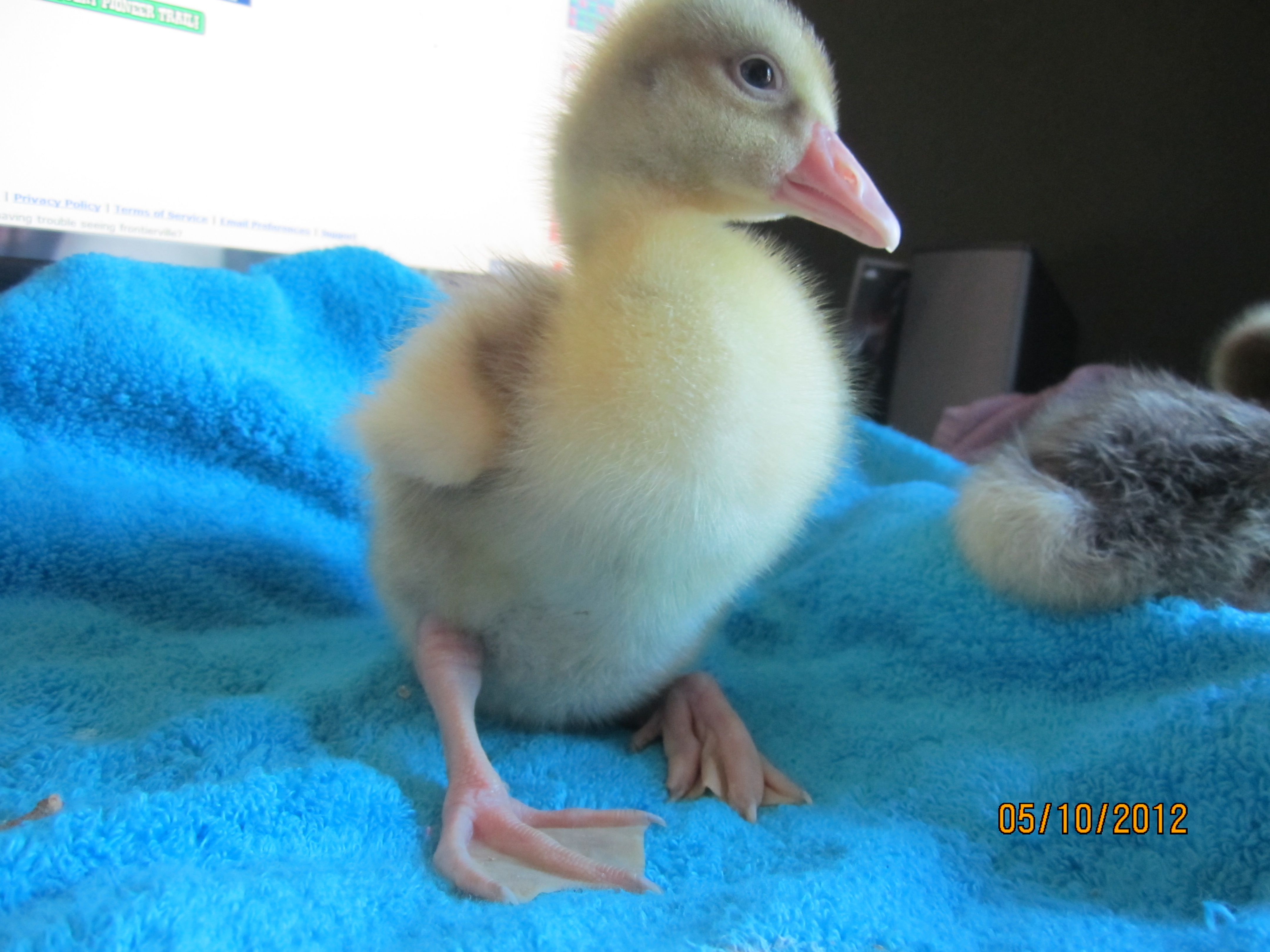 This is Abbey, our new Sebastopel gosling we got from Priscilla at woolfarm.com in Marshall, WI.  They are very healthy and beautiful.  Quiet and mellow, we think they are both females.  This gosling has a feather sprout coming in on her lower back that is a buff color. We hope she will be a solid buff or saddleback buff.