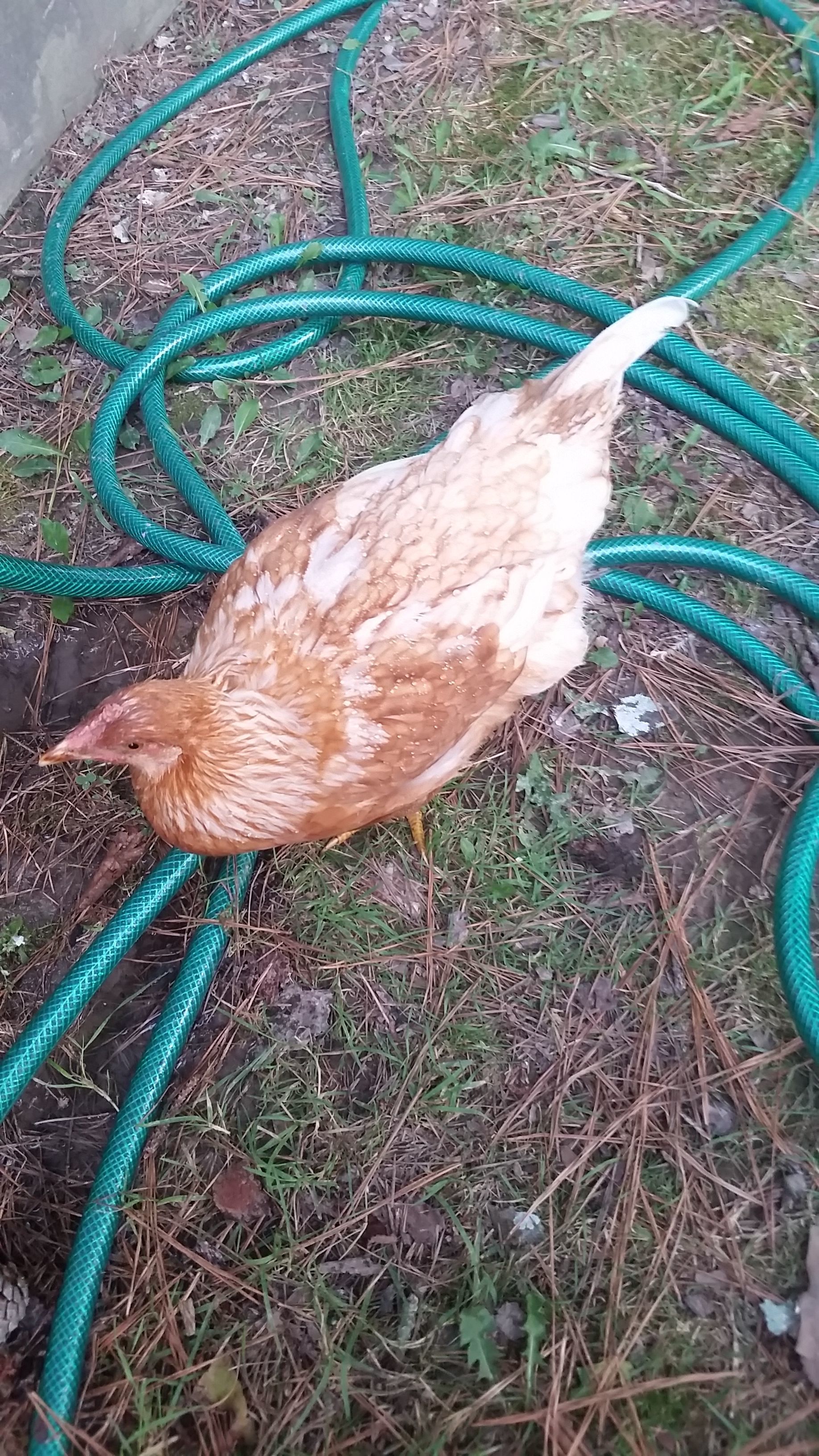 This is Abby before she got sick:( She loved catching the droplets off the leaky hose. She is the sweetest chicken ever. She loves to be held and always hangs out right next to you. Right now she's a little chicken warrior!