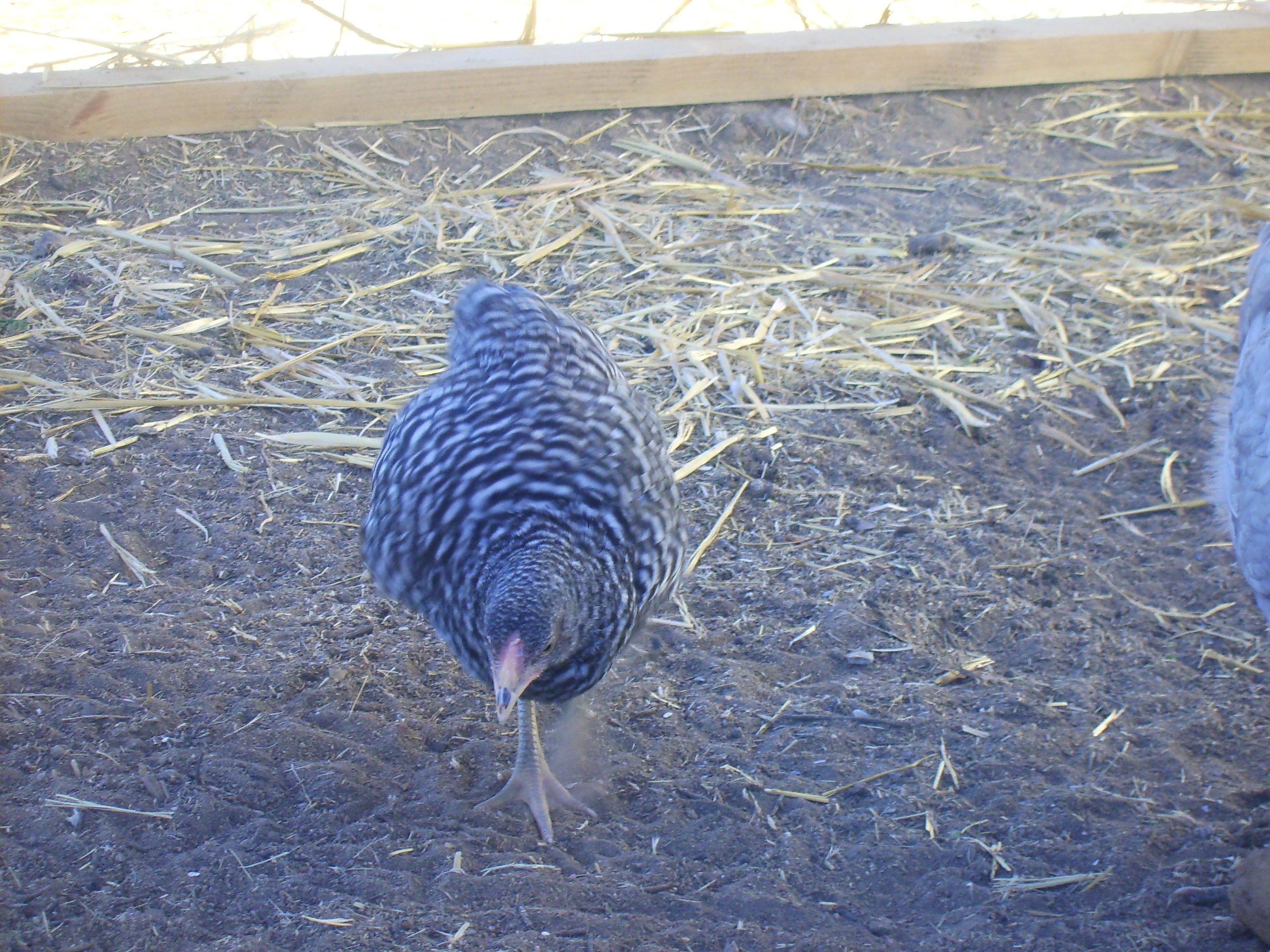 This is Aela a young pullet of unknown age. Weeks I'm guessing. She's a California Grey.