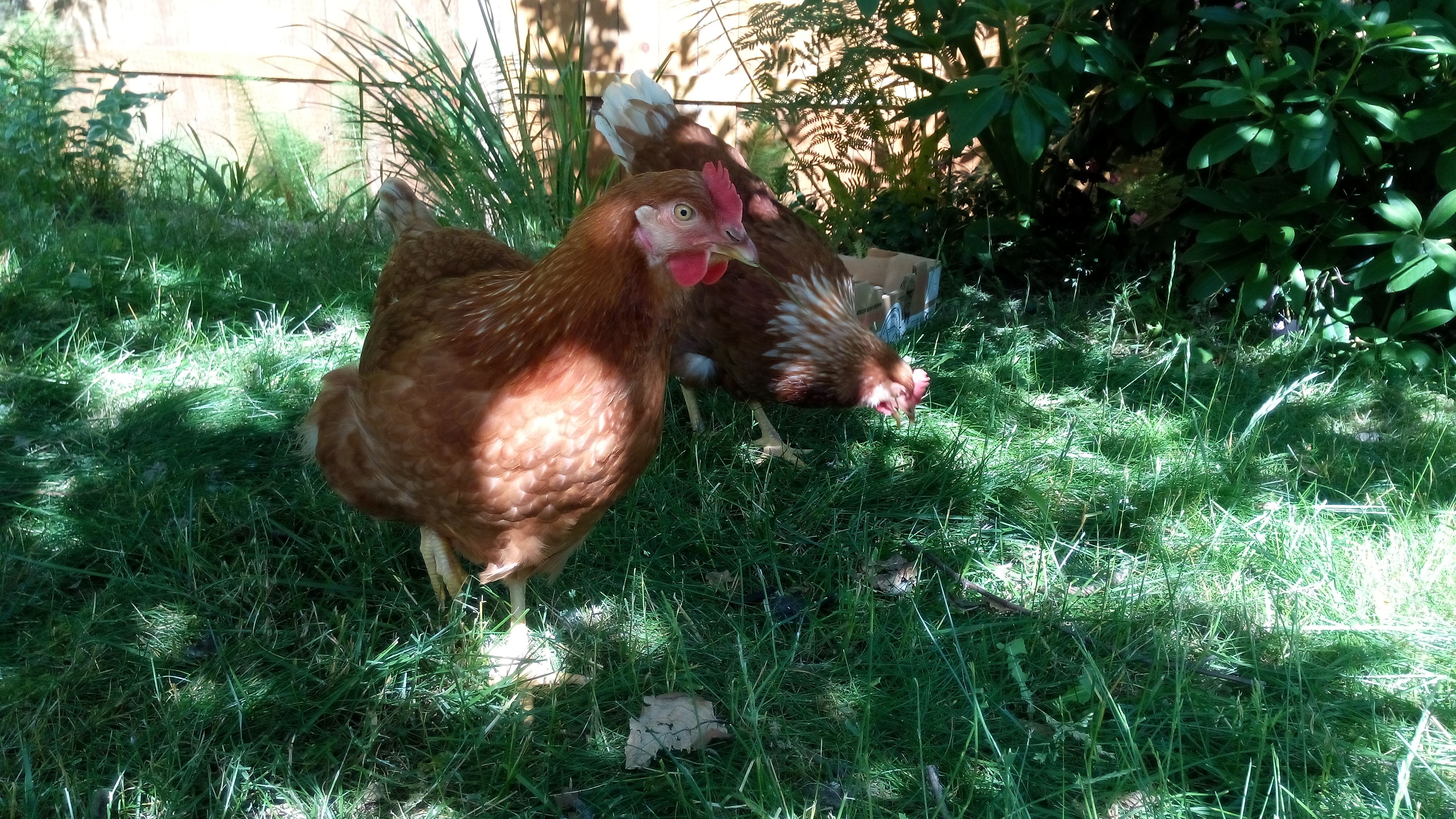 This is Alice in front, Gertrude in back, named after Gertrude Stein and Alice B. Toklas.
They are Hy-Line Brown chickens who have just started laying and are already doing 1 large egg a day each.