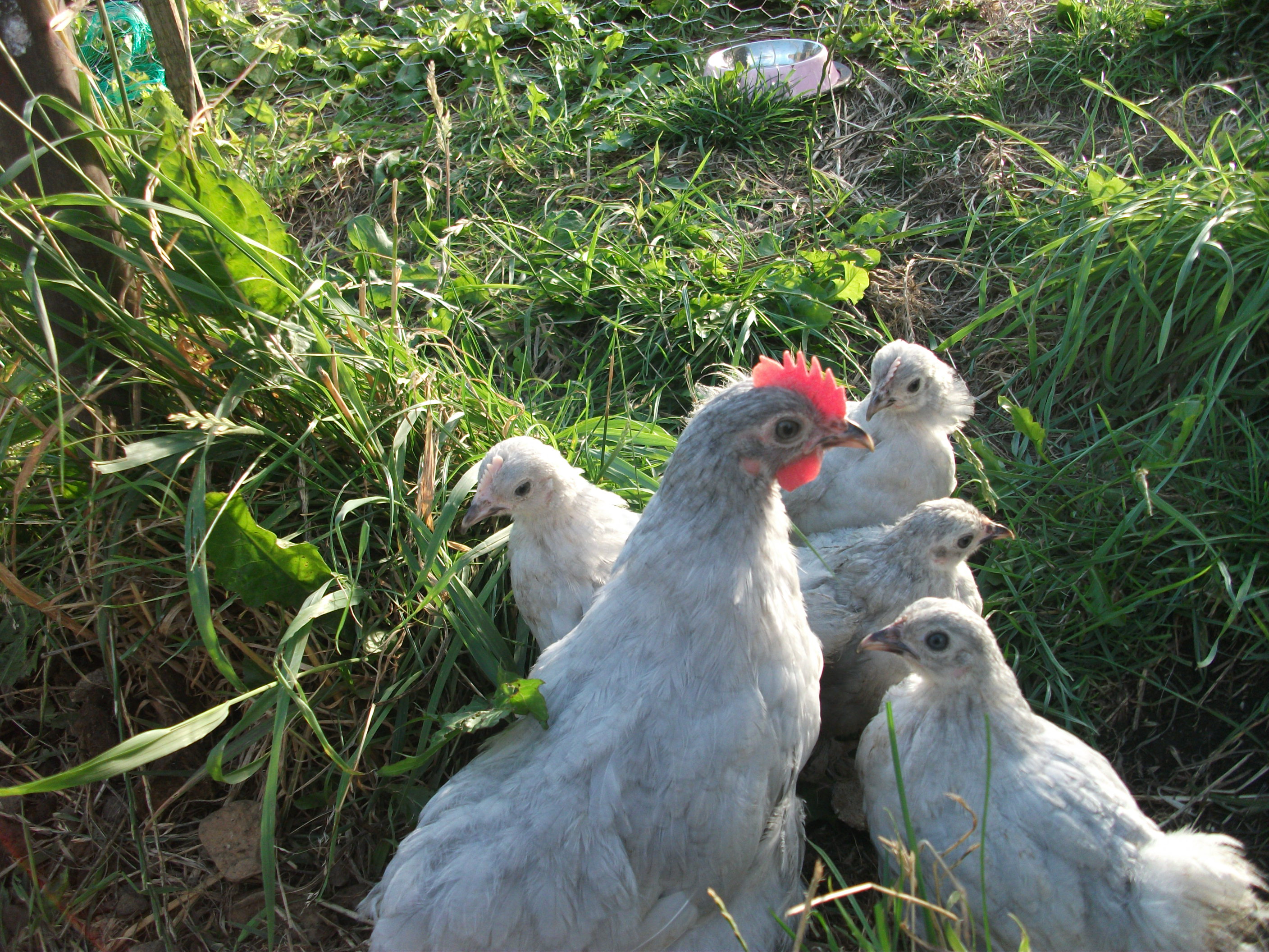 this is all 5 of them together, watching me because the camera was zooming in and out trying to focus haha XD