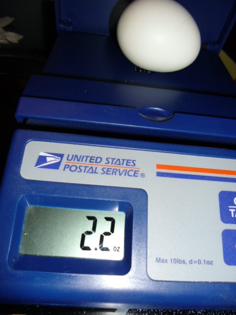 This is an egg from one of our Americana's!  Quite a big difference one would say!