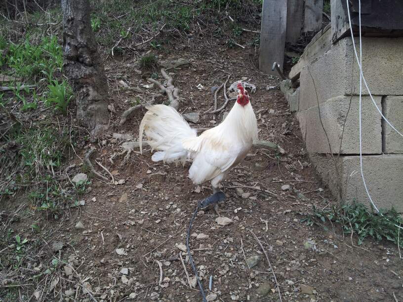 This is another pure Pink Hatch this bloodline came from the late Curtis Blackwell,they are great looking fowl most come solid  white but some are red