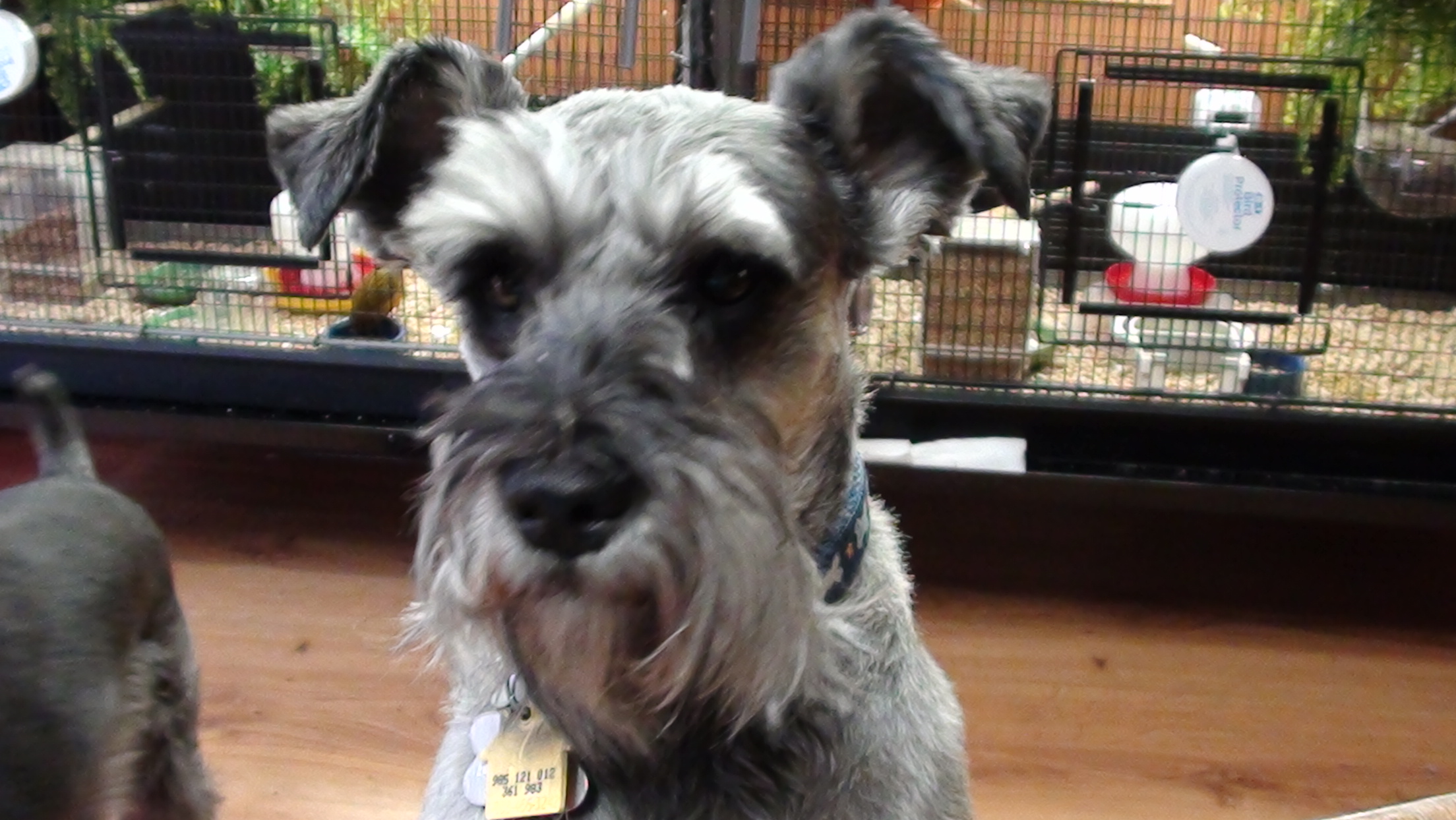 This is Archie one of my Schnauzers