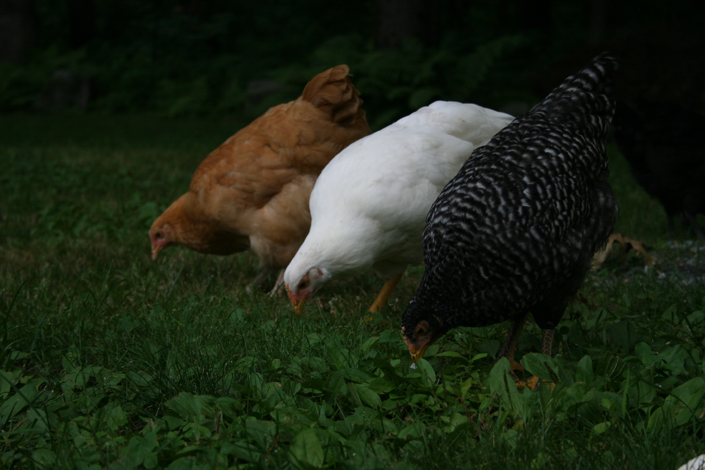 This is at a week shy of 3 months old (7/6/12)...on the far side our buff, then our plymouth rock, and then closest our barred plymouth rock.  Foraging for some insects before bedtime.  We cannot allow them to free range without close supervision due to all the predators we have.